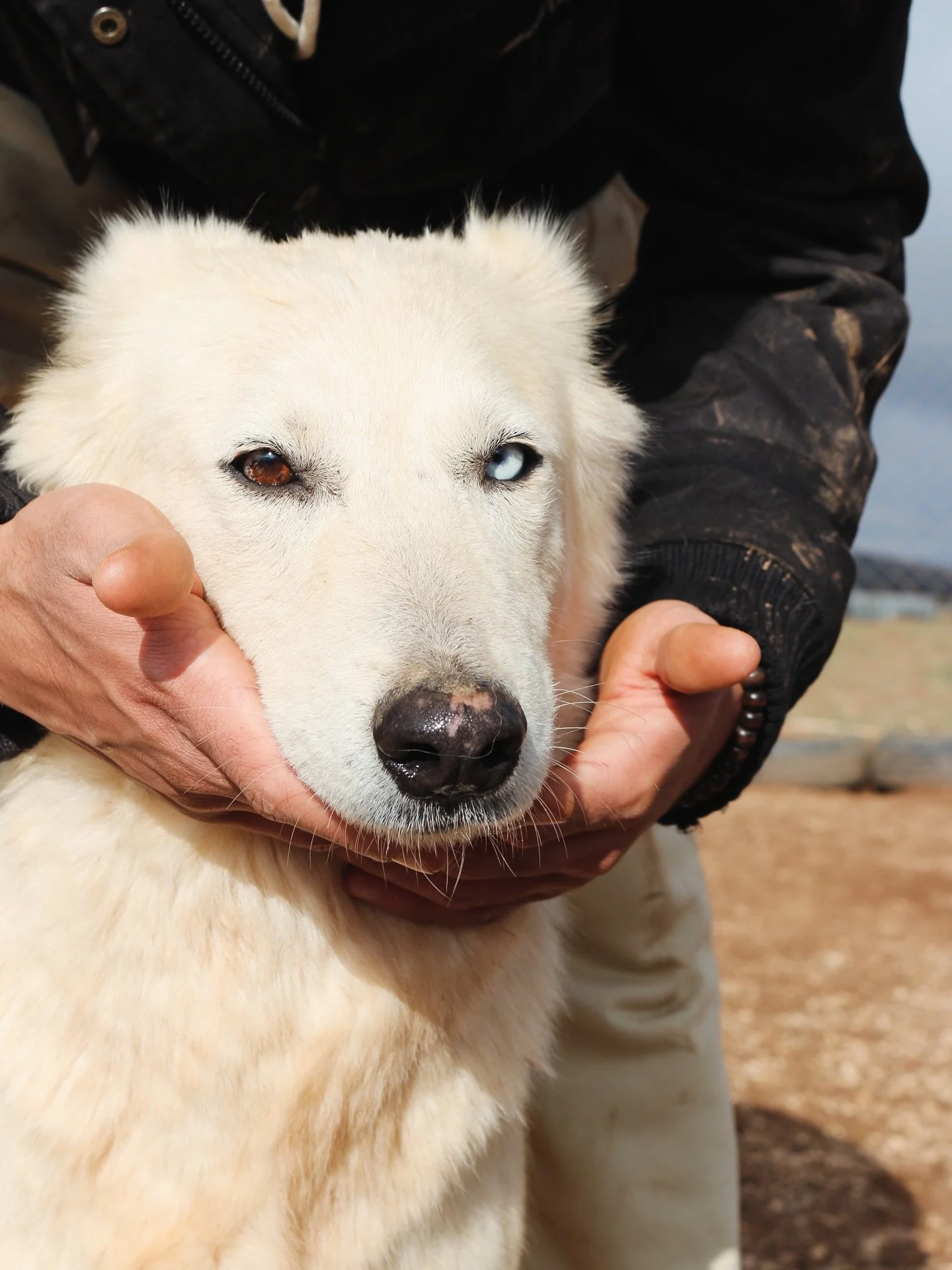 Beautiful Alba was rescued back in January of 2023. You can see so much depth in her beautiful eyes. 

Alba was abandoned by her human after a severe ear infection. You can see how the infection impacted her ear. 

Please consider sponsoring or adopt