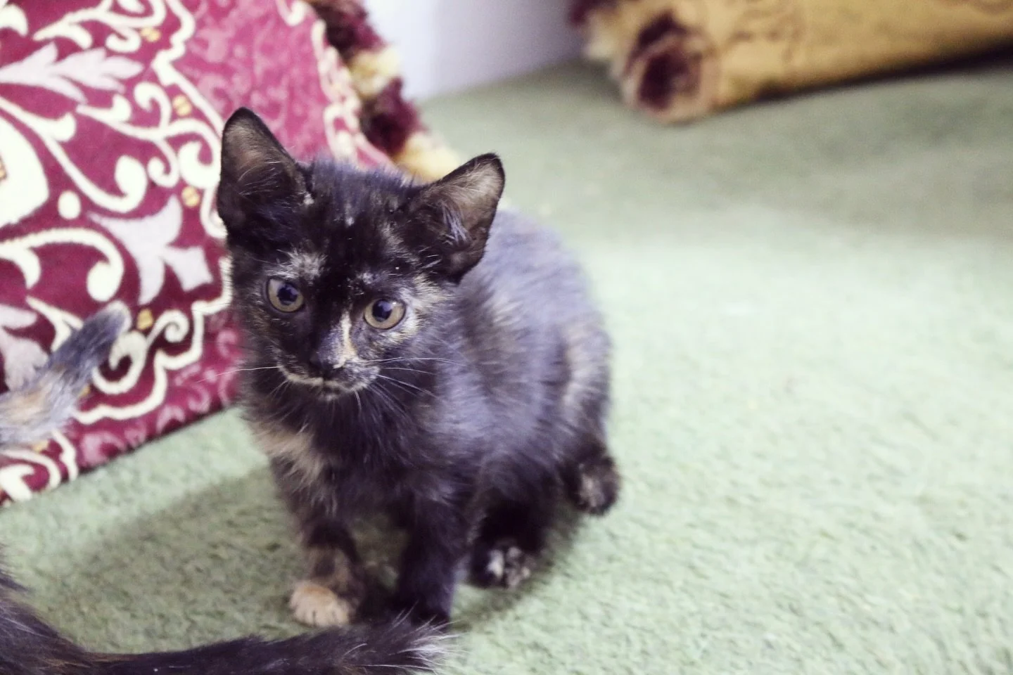 Happy Caturday from this sweet girl, Nouna. 

She recently turned one. Swipe to see her all grown up even though she&rsquo;s still a tiny little cat.

#animalsofinstagram #rescueanimals #adoptdontshop #animaltransformations #darsmorocco #animalsmatte