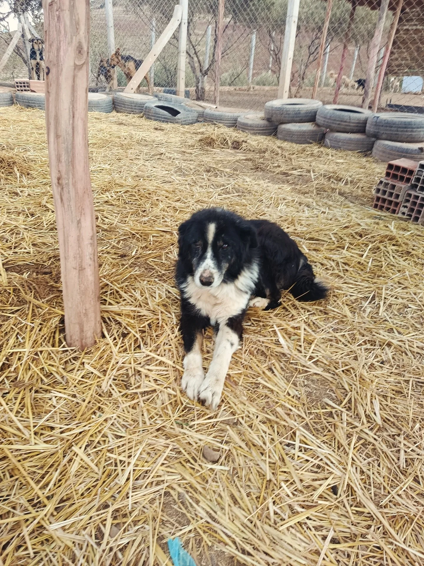 Happy Sunday from Aidi.

Aidi has such a special personality &mdash; he&rsquo;s always preferred his own company, and we believe it&rsquo;s because he spent so many years surviving on the streets all by himself.

Despite everything he&rsquo;s been th