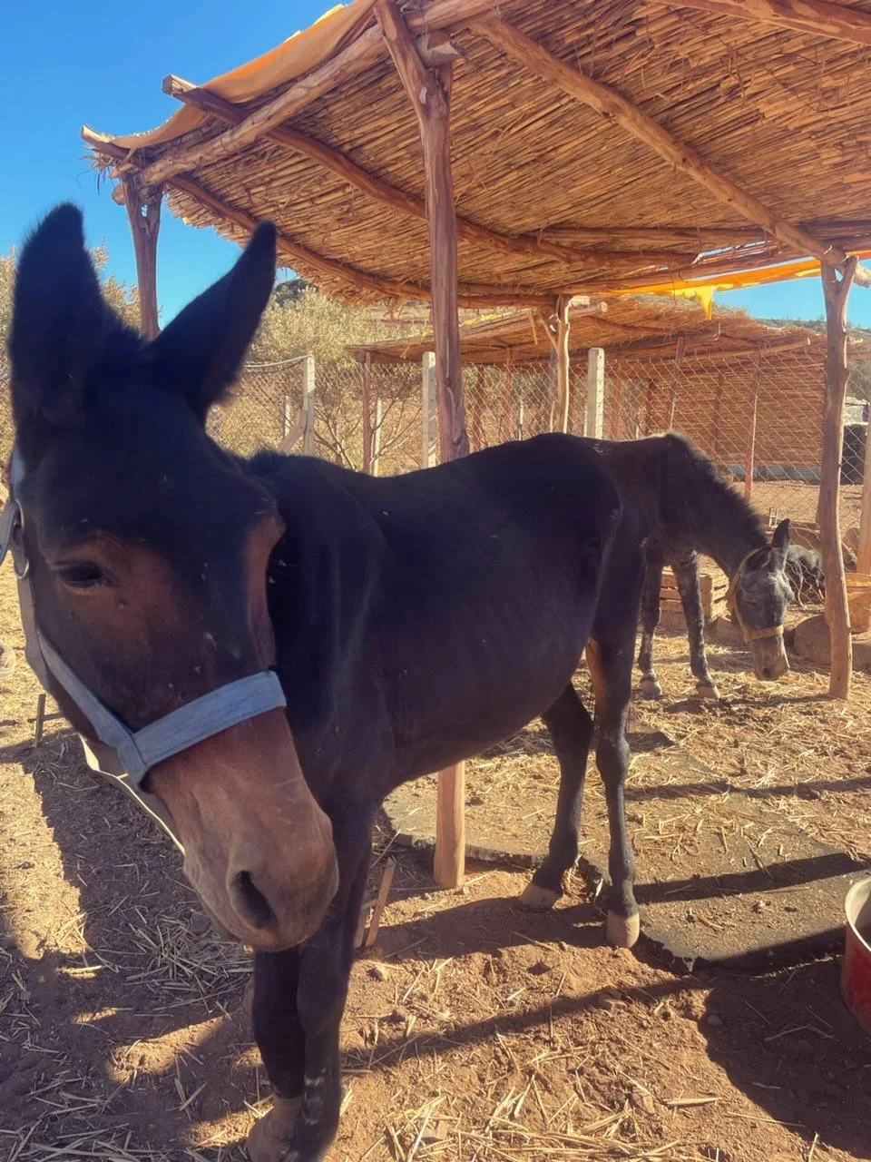 Atlas and Sabha say good morning ☀️

Atlas is still receiving constant care for his injured leg. We clean, sanitize, and rewrap it every day. His wound is slowly healing, but he still has a long journey ahead. Although Atlas will never regain his leg