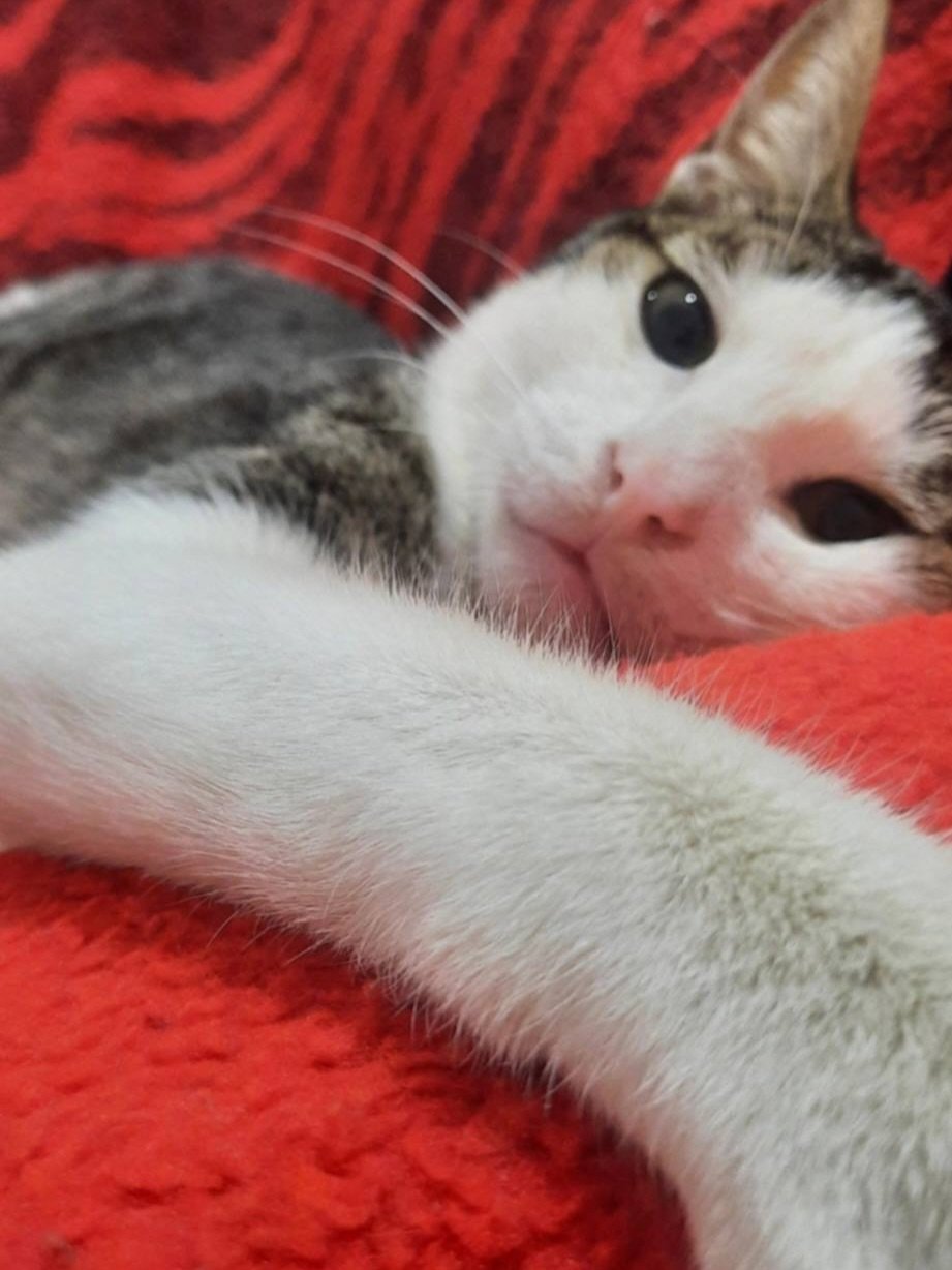 Update on the cat who was hit by a car. His foster named him Saber, which means the patient one. 

He is recovering really well. His is now able to use his back legs which is fantastic news. His foster is not able to keep him past tomorrow, so he nee