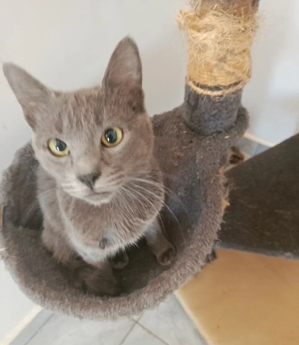 Two of our many cute cats who call DARS home. 

We are struggling to keep up with our food bill month after month. Please consider donating for food&mdash;it&rsquo;s one of our biggest expenses. Thank you so much. 

#animalsofinstagram #rescueanimals