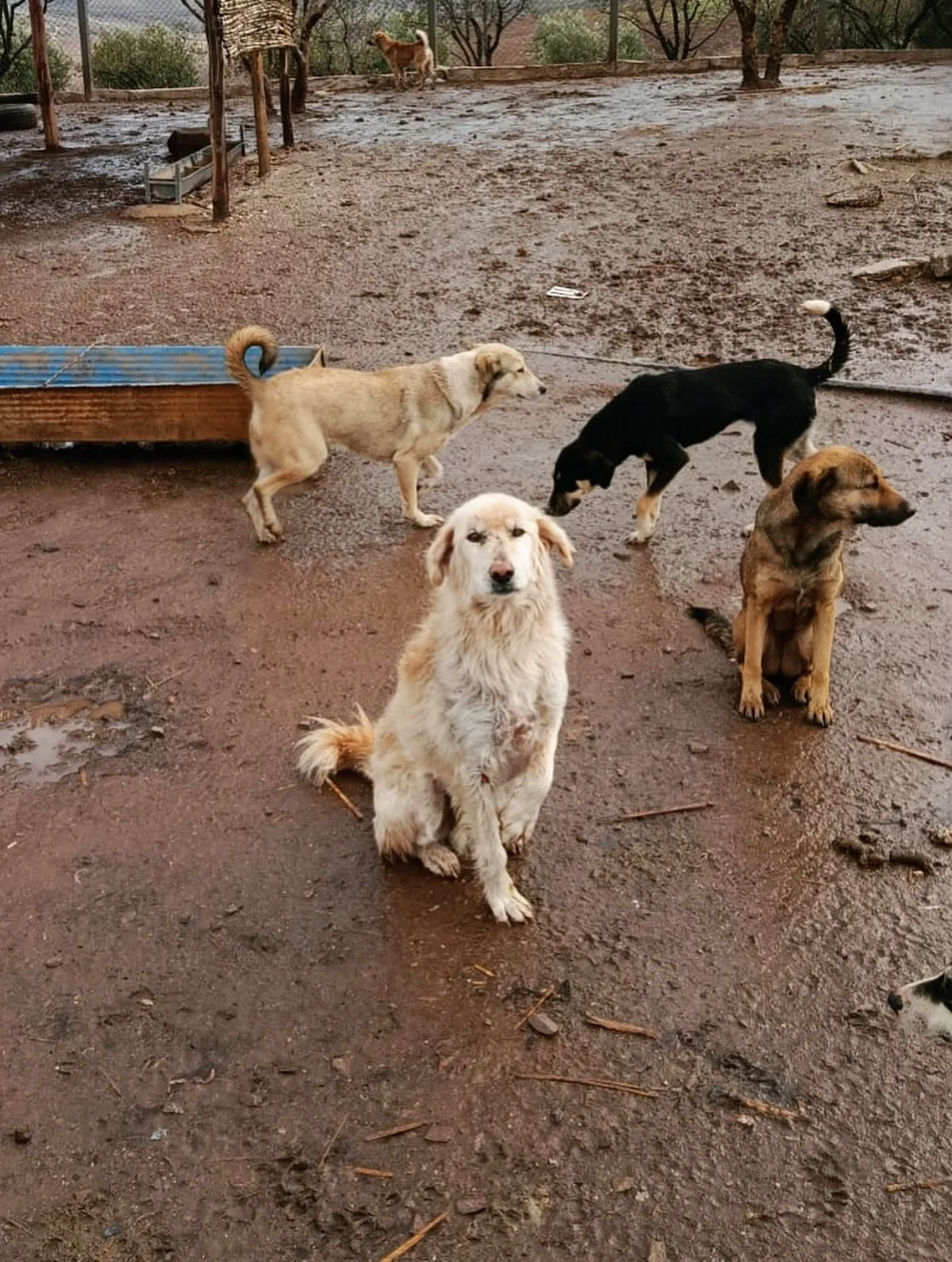 Our pups are so resilient. 

We&rsquo;re more worried about the wet conditions than they are. We could really use more support right now for hay, blankets, food and repairs. Our equine shelter is inhabitable right now&mdash;the roof can collapse at a