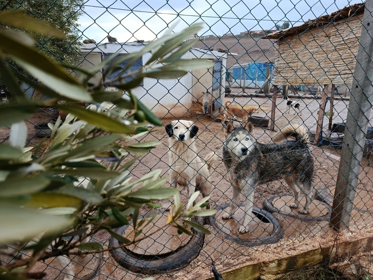 The olive trees never looked this good. 

When we opened our sanctuary, our number one priority has always been the animals. We never had enough water for the many trees we have. The rain over the last few weeks has been so good for the trees.

May 2