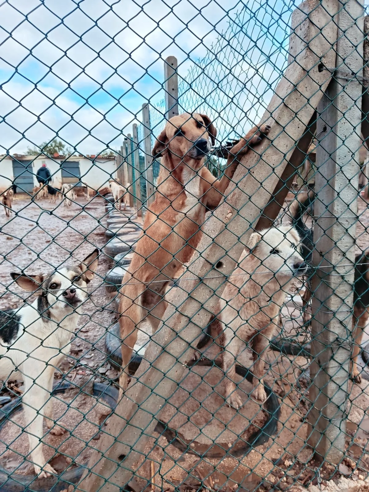Our resilient Xena, the tripod. 

Although Xena is missing one of her legs, she is a happy, healthy pup who doesn&rsquo;t let anything stop her. 

Please consider giving this sweet girl a home of her own. Adopt Xena! 

If you can&rsquo;t adopt and wa