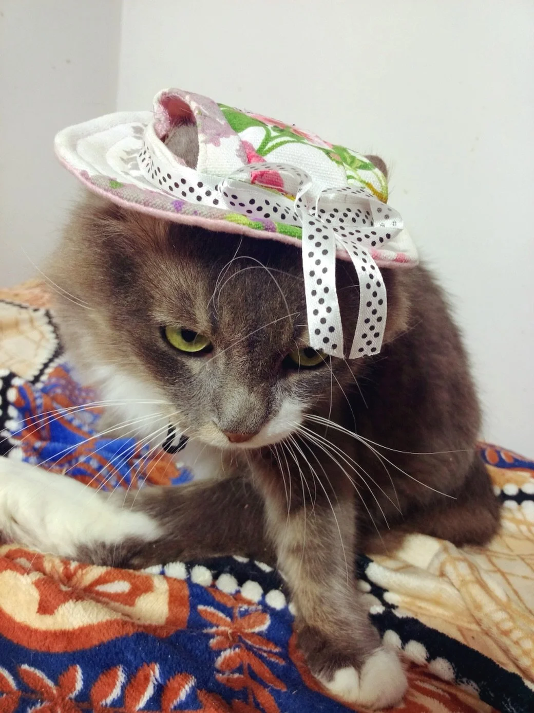 Good morning from Caramel!

He&rsquo;s wondering why he has a sun hat on him if the sun has been hiding for a while now. We&rsquo;re hoping it&rsquo;ll be needed very soon. 

Caramel is so grateful to his wonderful sponsor! We can&rsquo;t support our