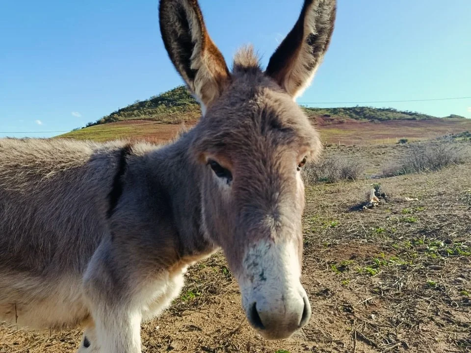 Precious Biscotte enjoying the sunshine. 

The rain has been so hard on the equines. Please donate so we can make all the repairs we need from the heavy rain we&rsquo;ve experienced. Thanks so much!

#animalsofinstagram #rescueanimals #adoptdontshop 
