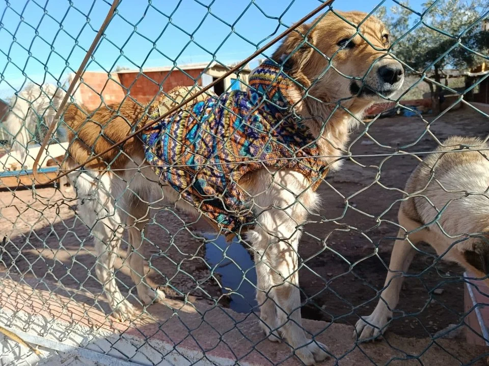 Happy Friday! 

Chippy says &ldquo;Have you considered chipping in to support us? You can chip in whatever amount you can afford! It all goes to us: the dogs, cats and equines. Thanks so much! 💛&rdquo;

#animalsofinstagram #rescueanimals #adoptdonts