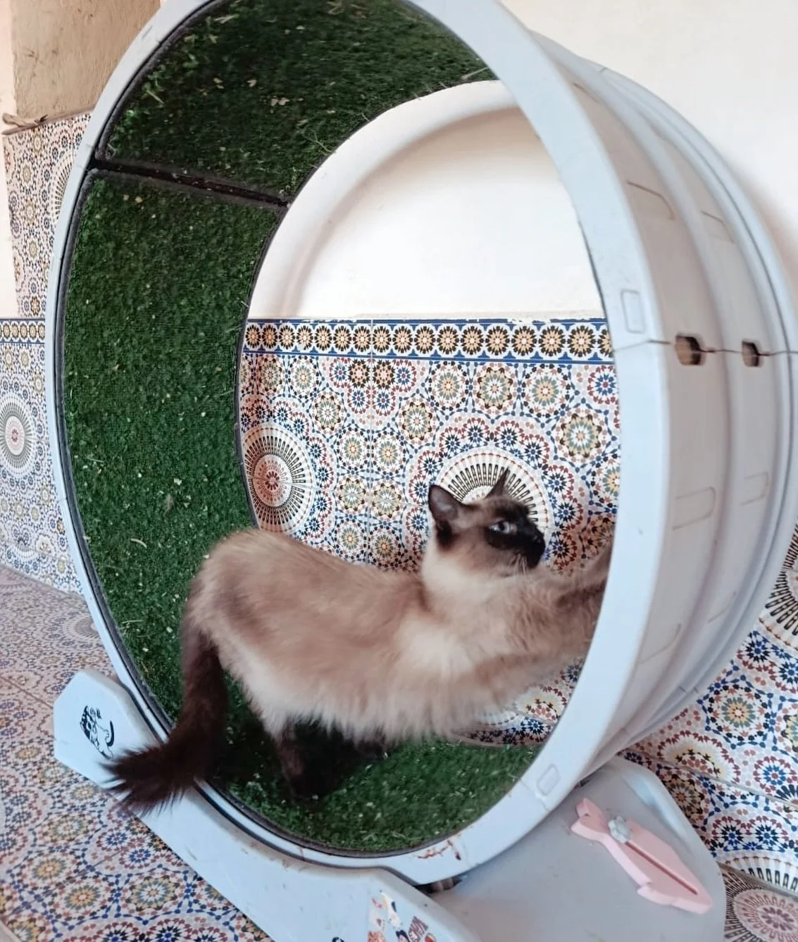 Sunday stretches! 

Wishing you all a peaceful Sunday! If you&rsquo;re able to, please consider supporting us. We&rsquo;re facing many challenges to keep going. Thanks so much! 

#animalsofinstagram #rescueanimals #adoptdontshop #darsmorocco #animals