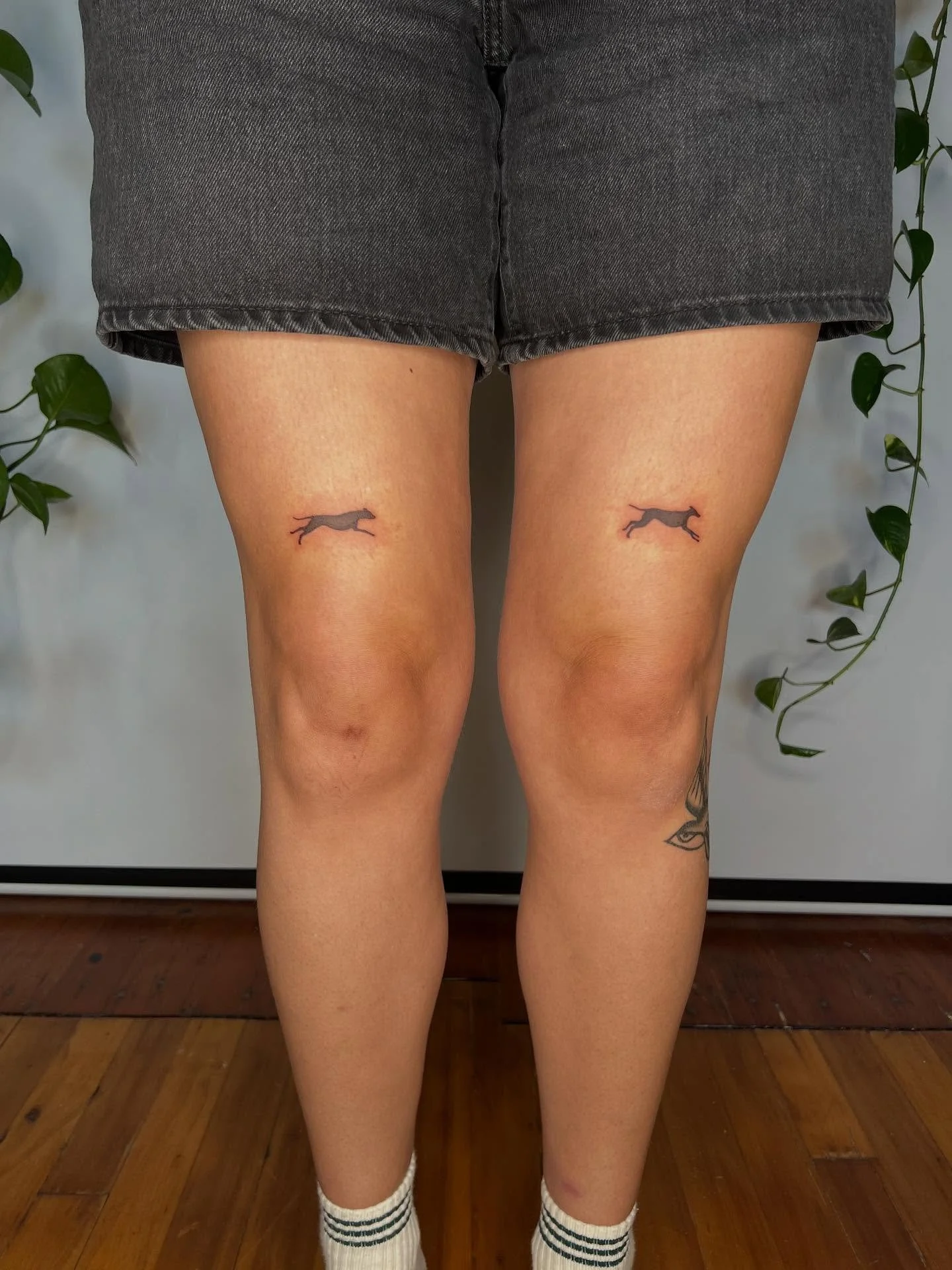 Some recents 🌿🐕🕯️✨