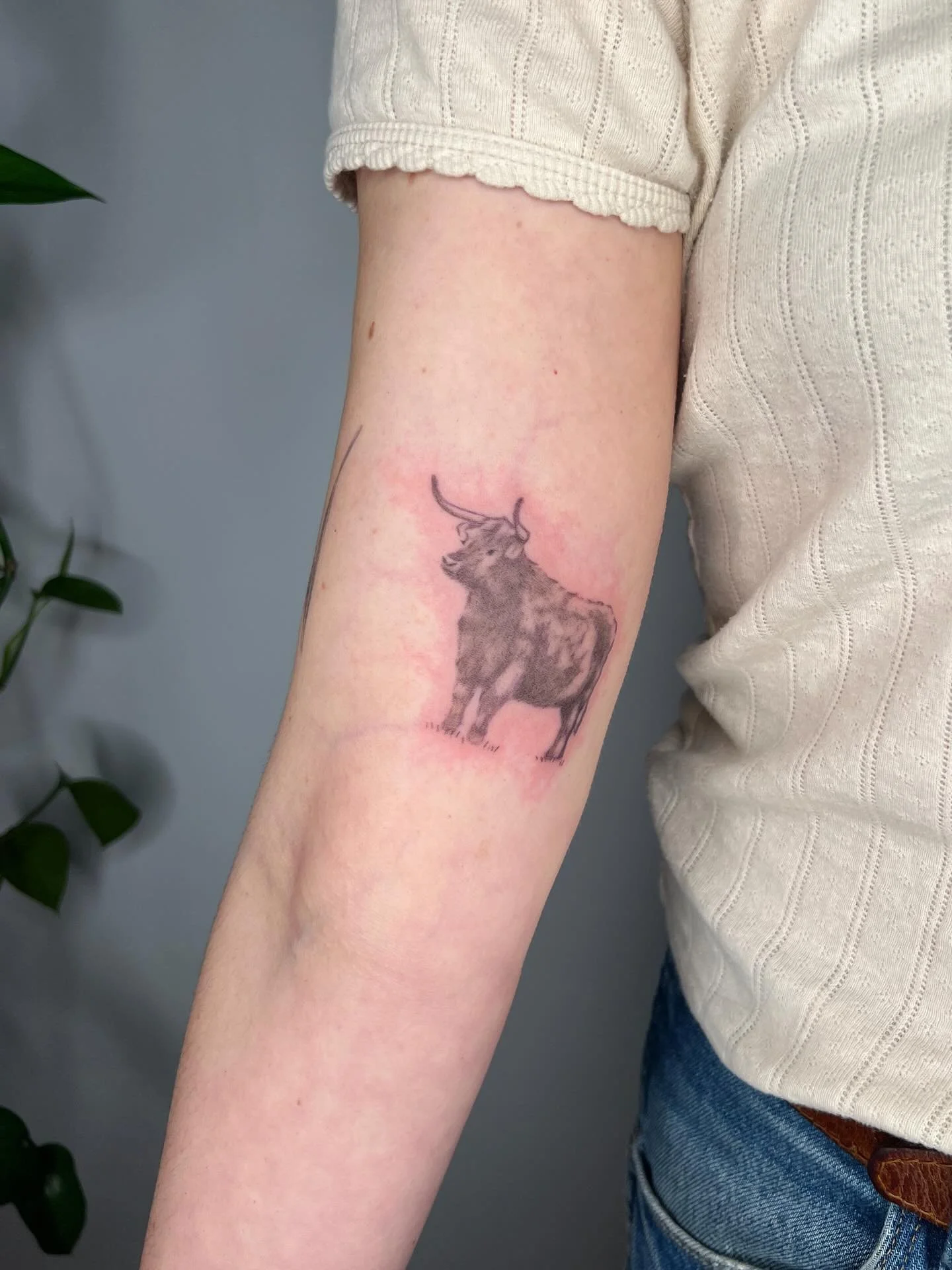 Some critters 🐂 💕