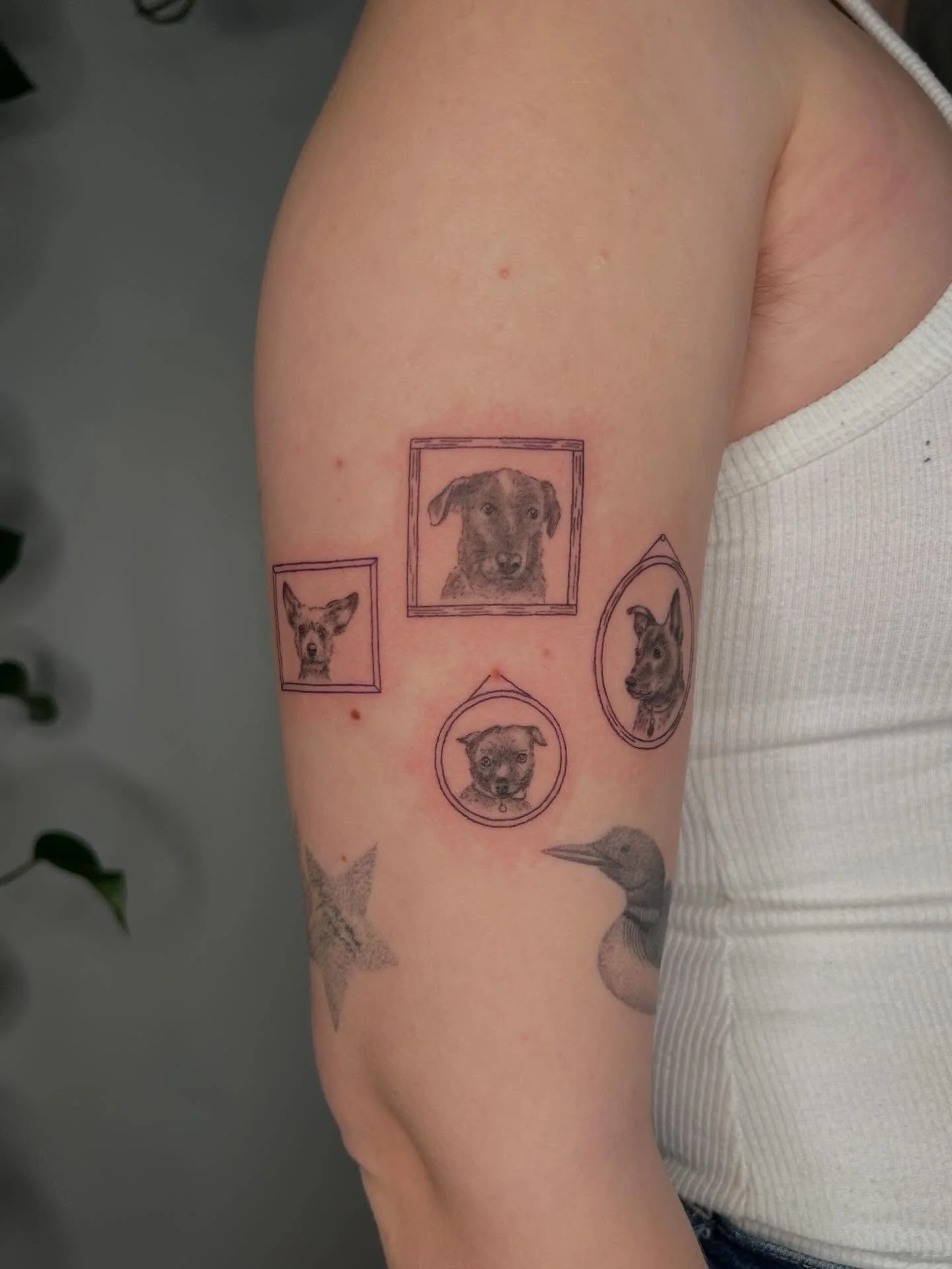 Some doggies! 🐾 thank you all sm for your trust!