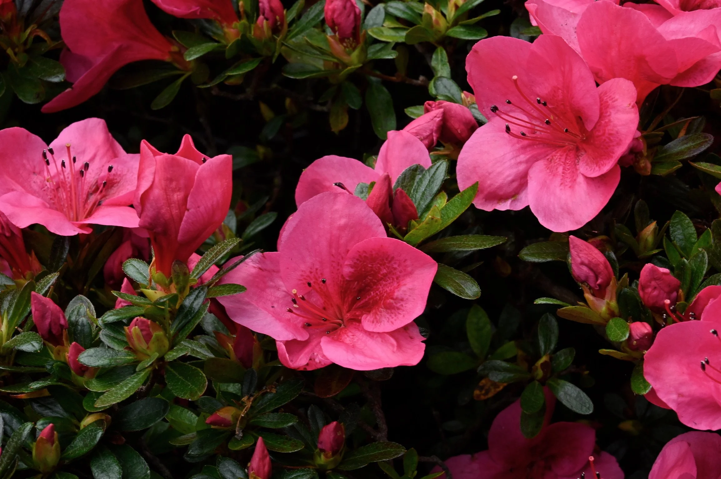 Beauty Shot - Azaleas 2.JPG