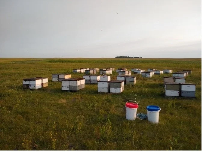 Hives Development Project Apis m. Funds Five New Research Projects With Healthy Hives ...