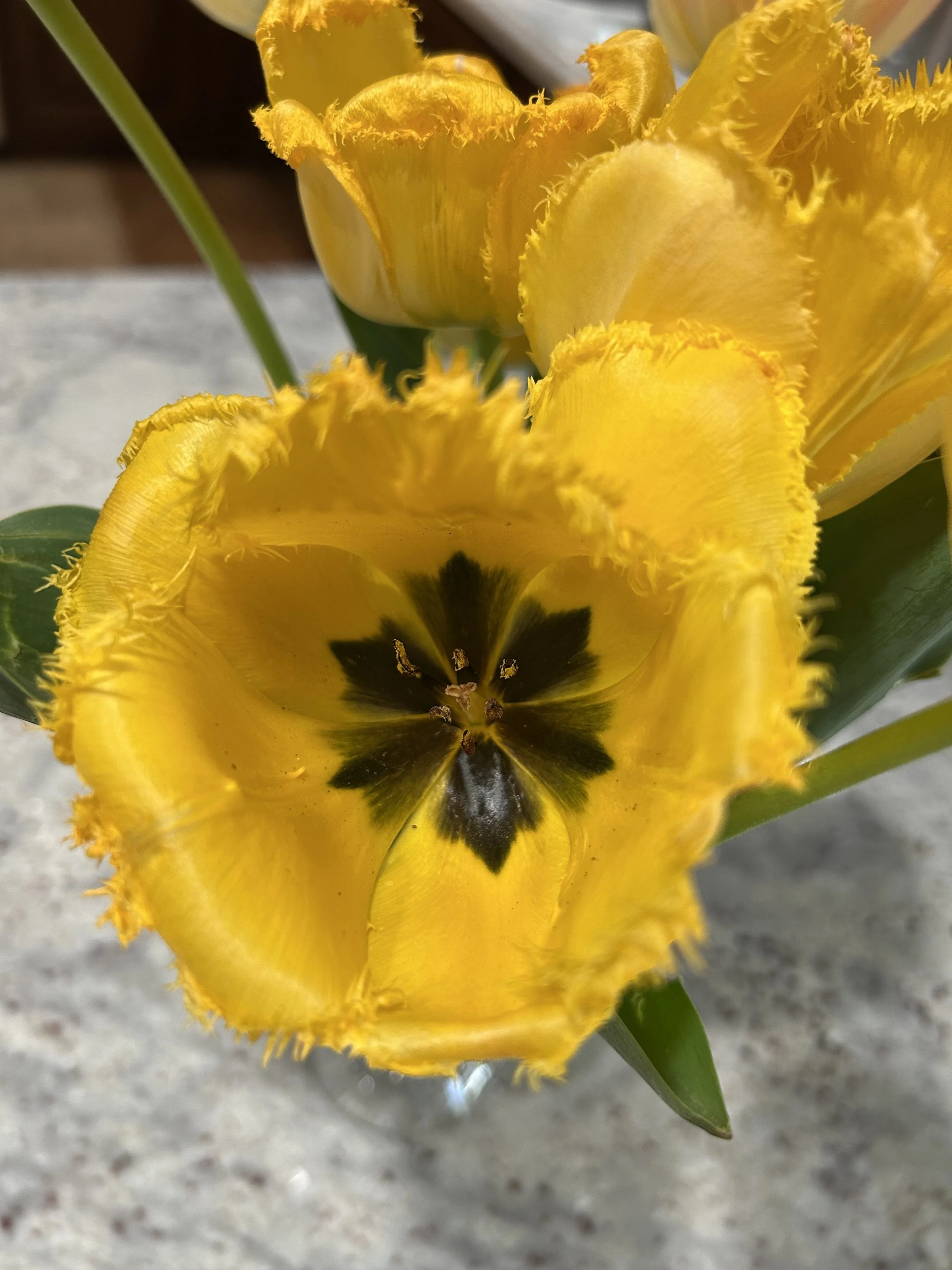 IMG_3257.jpeg