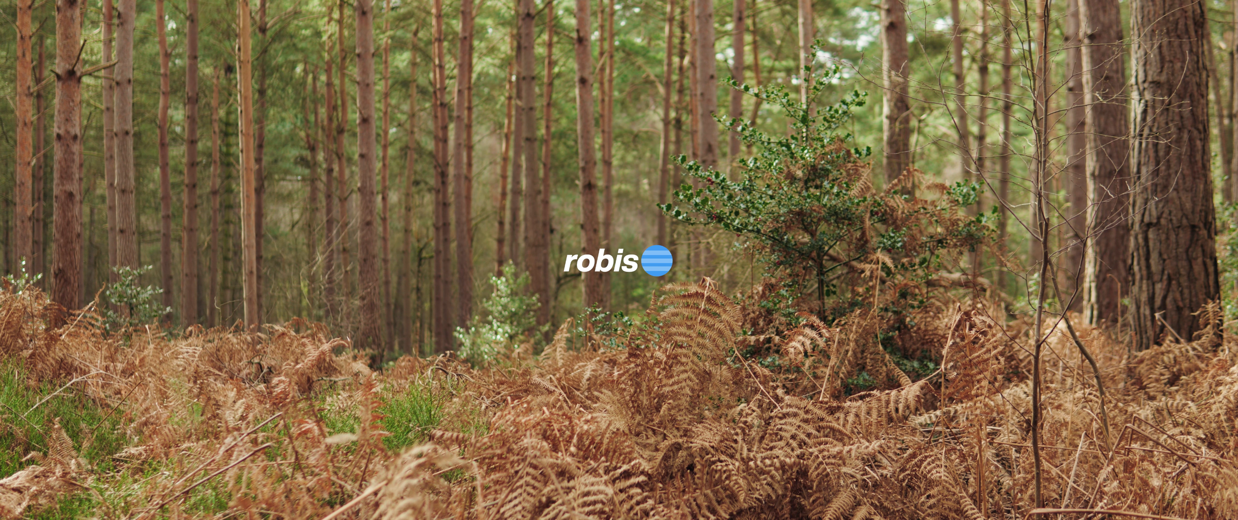 forest 1.png