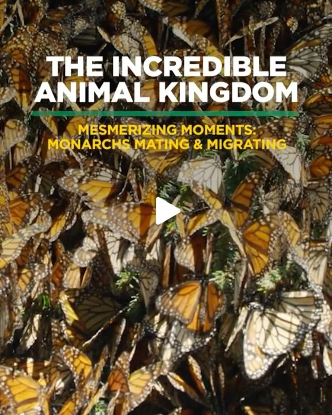 The Incredible Animal Kingdom: A TikTok series showcasing jaw-dropping wildlife footage in a short, snackable format