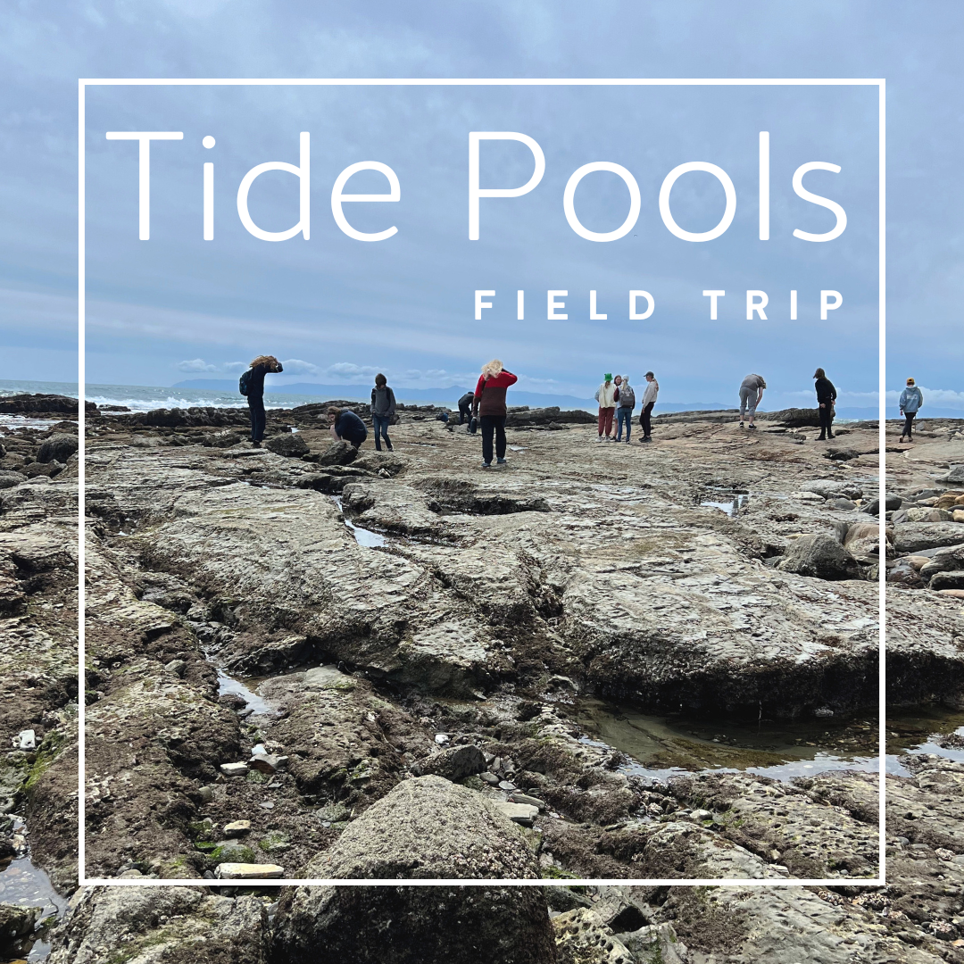 Field Trip: Tide Pool Exploration