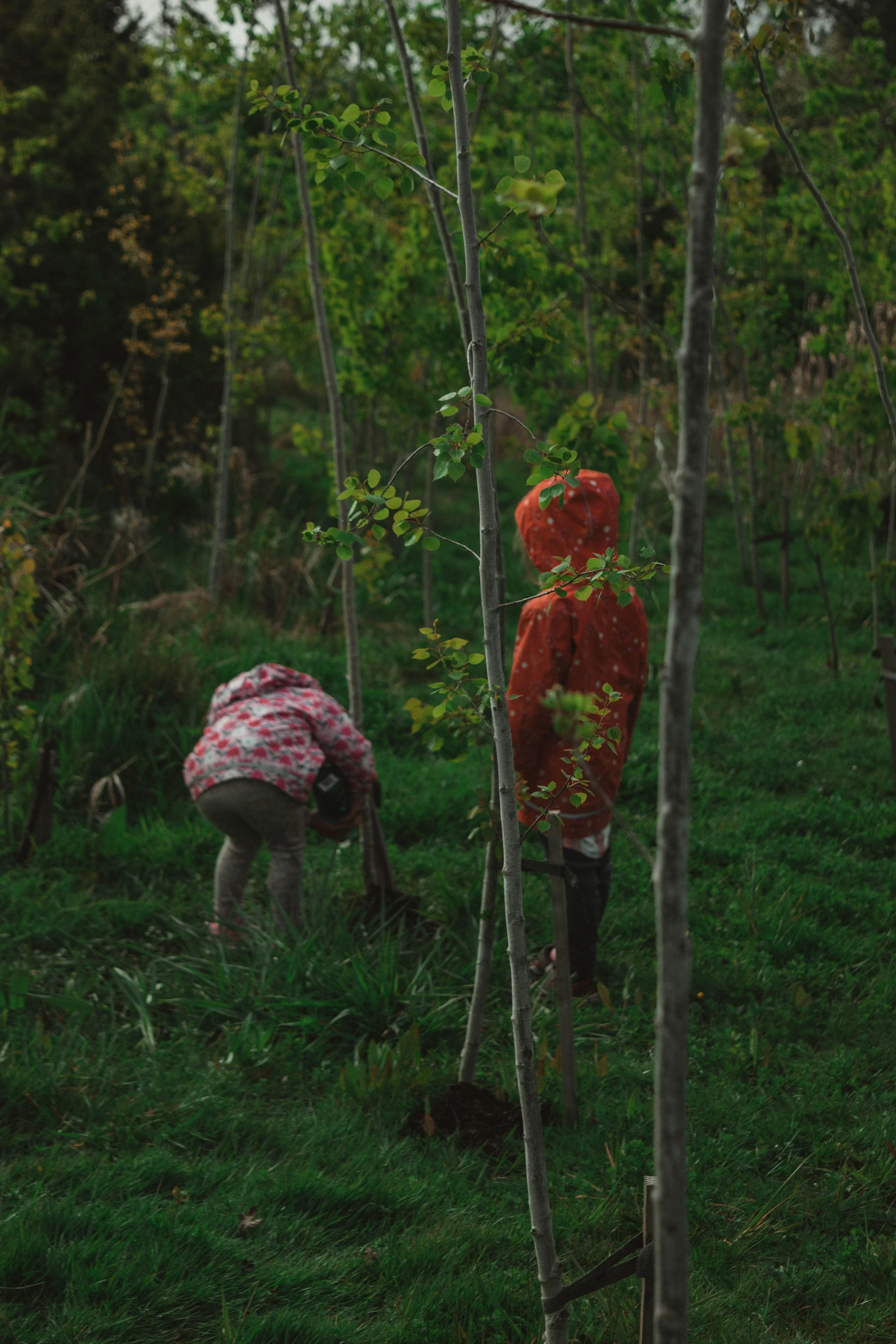 Two children planting a small tree in a wooded area, with one bending down and the other standing nearby, both wearing jackets.