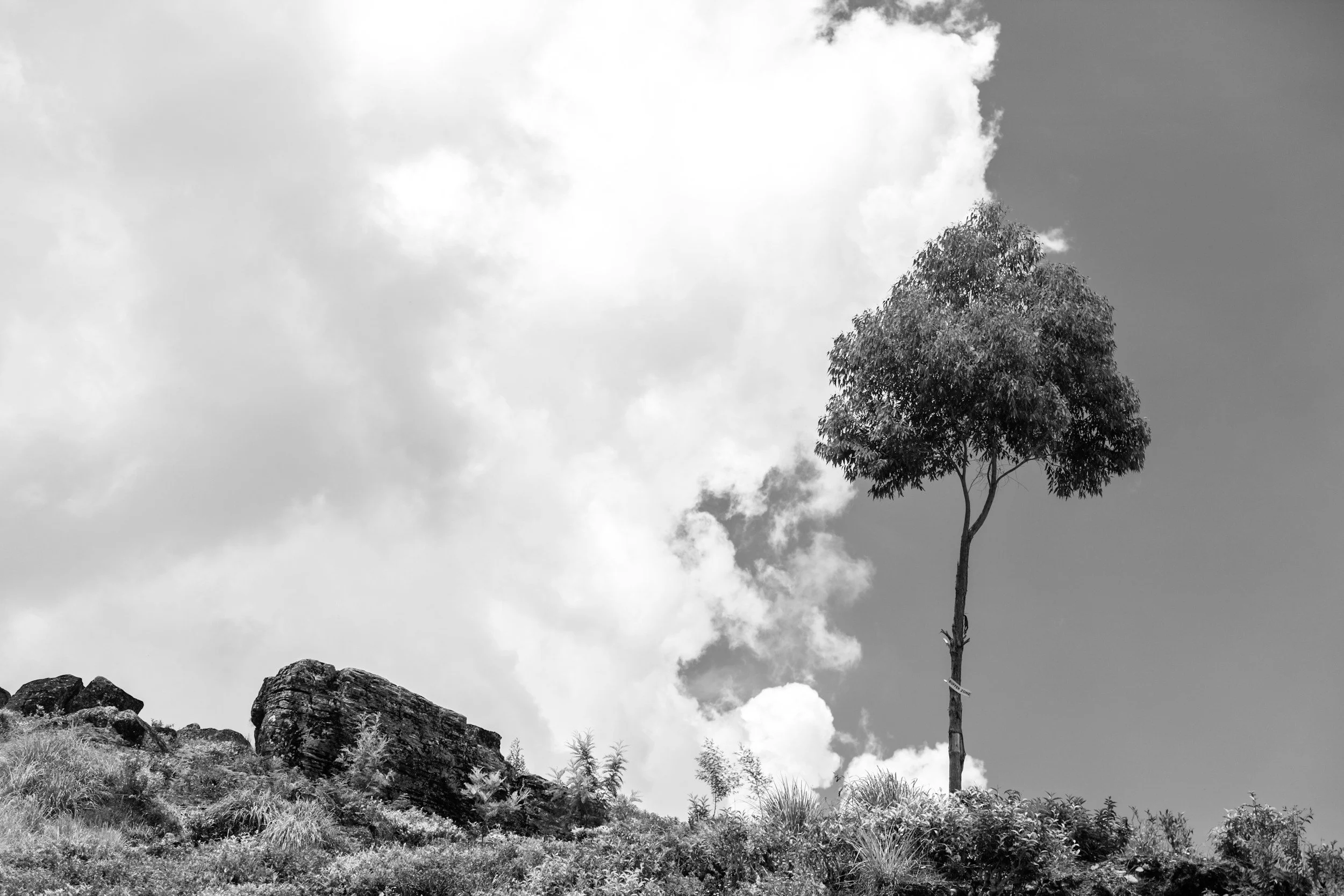 Buffer Pools in Carbon Removal: How They Manage Reversal and Permanence Risk