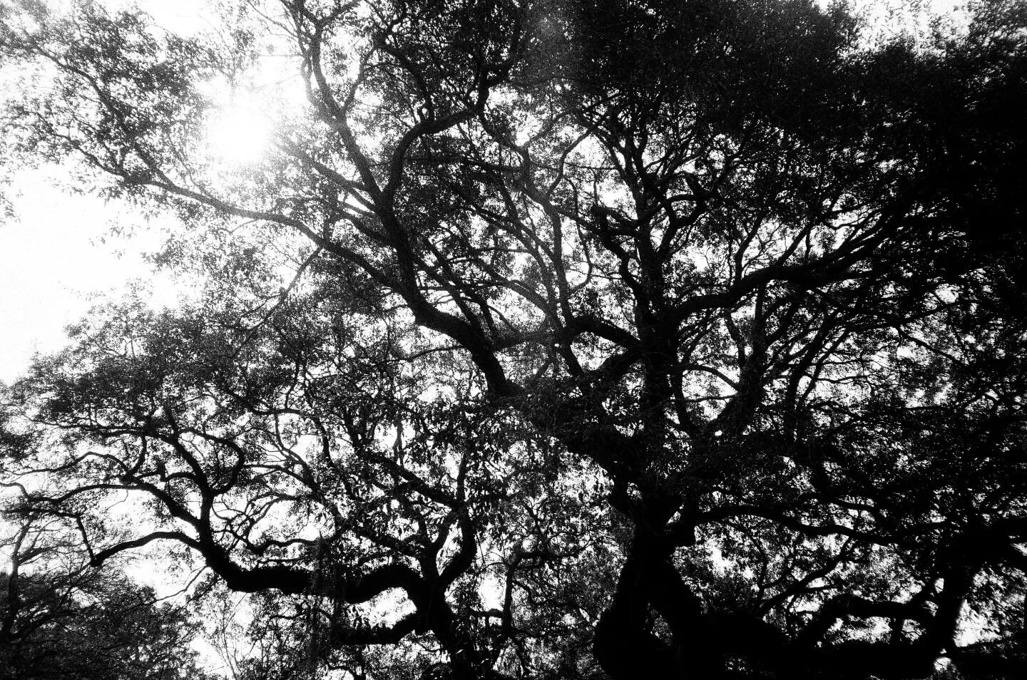 A lovely time in Charleston with @shockwave.city. I highly recommend visiting the angel oak at least once in your life. It's a magical experience. ✨

All Delta 400 on the Yashica T4.