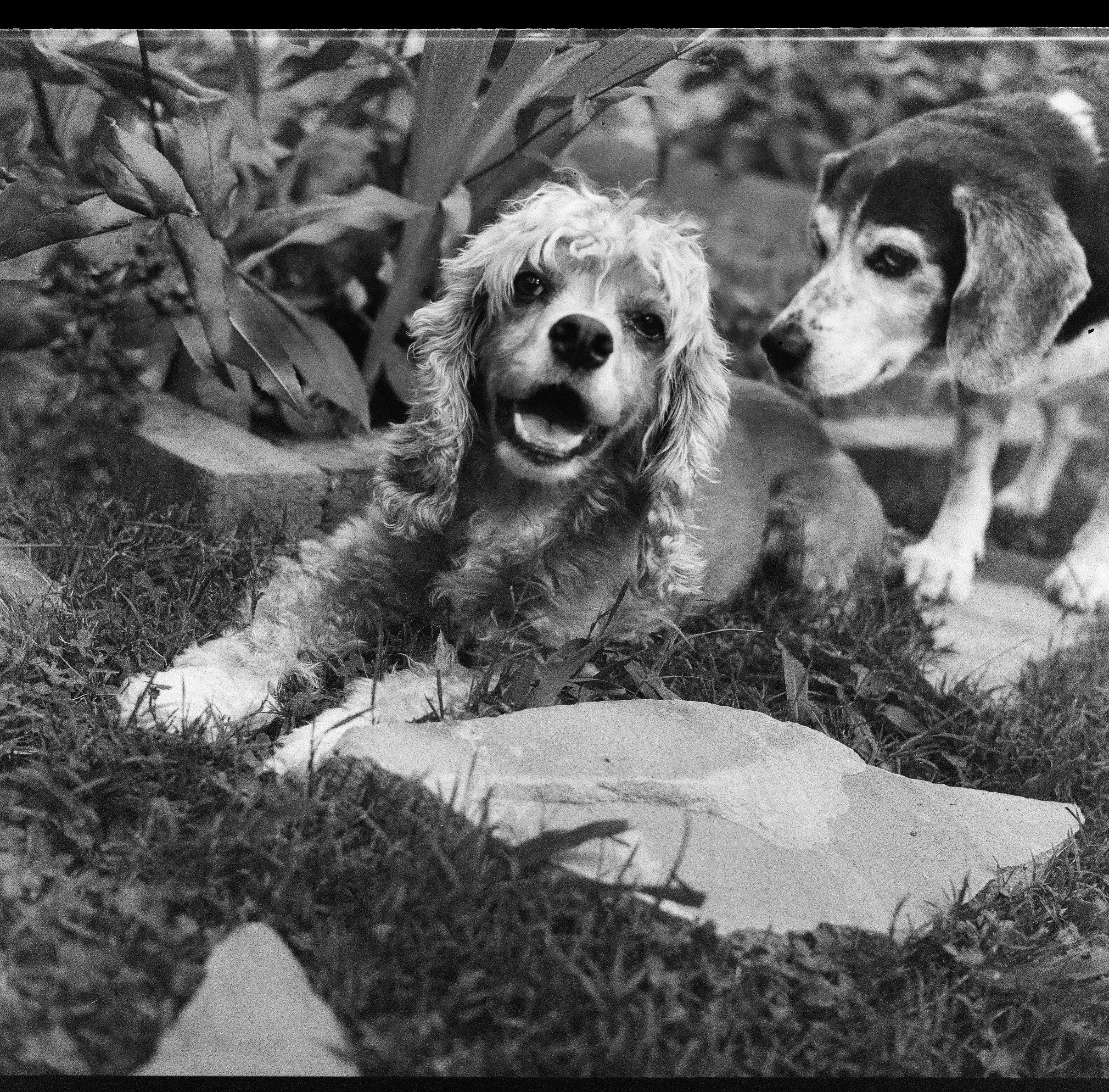 Caitlin’s dogs, Millie and Pearl in the garden.