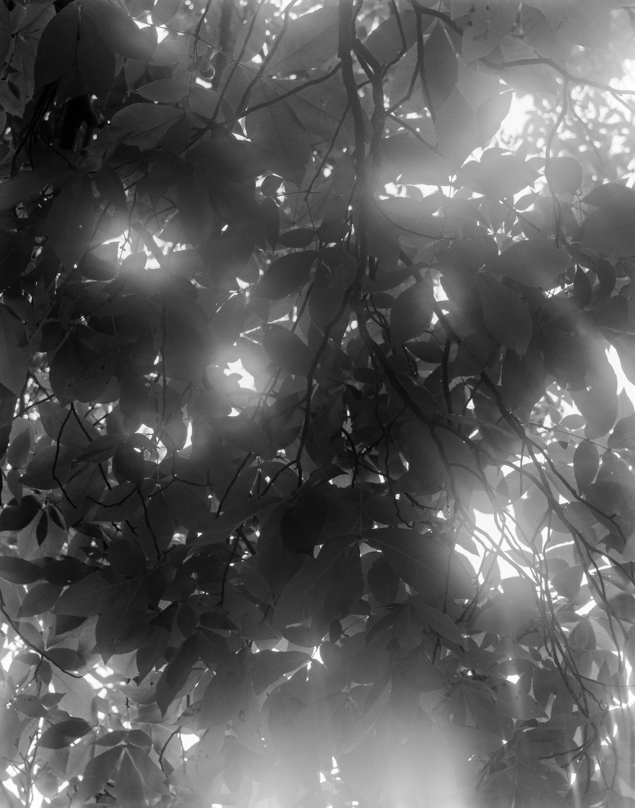 June, 2026 on Large Format By Caitlin