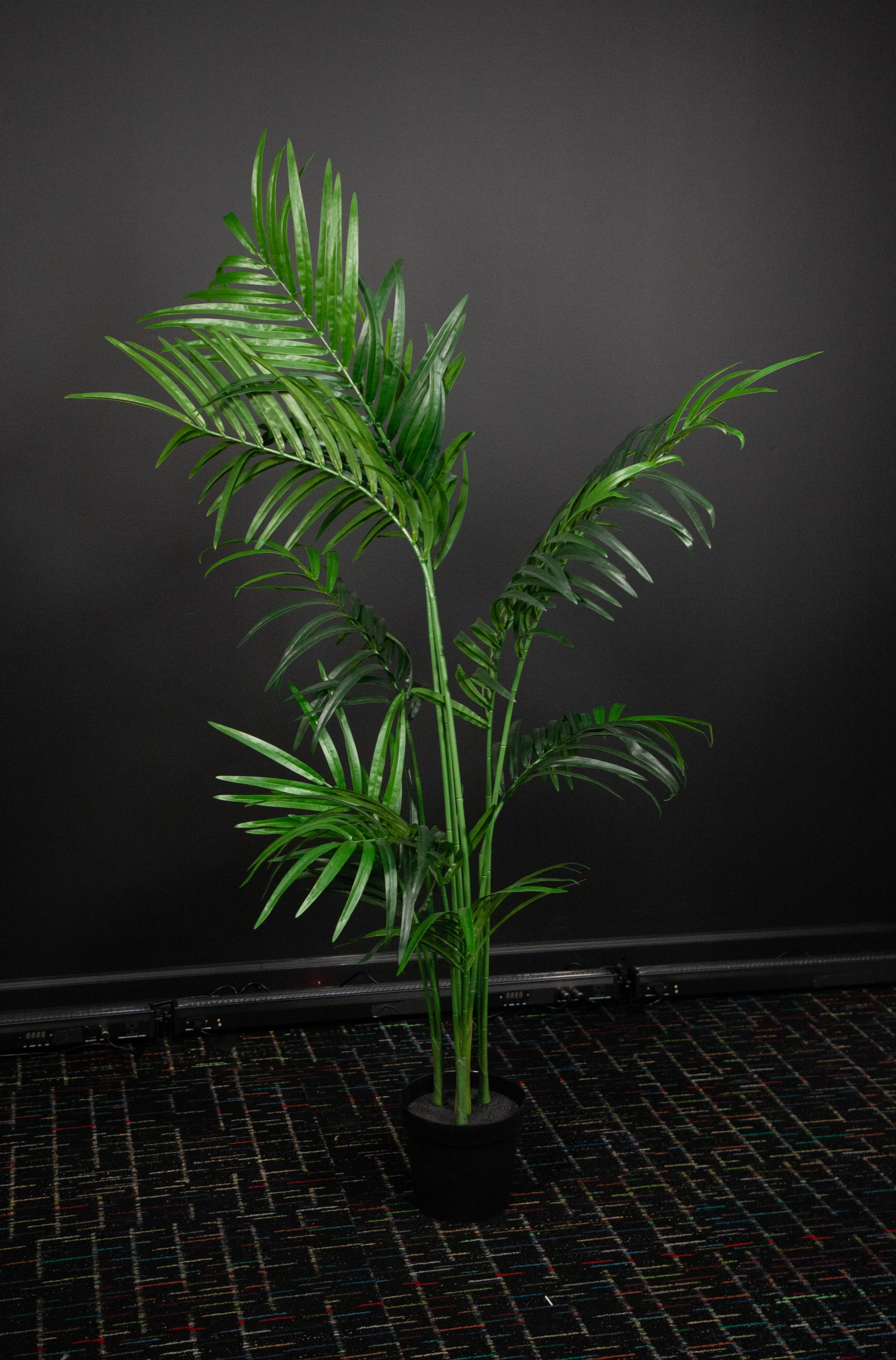 Palm Tree