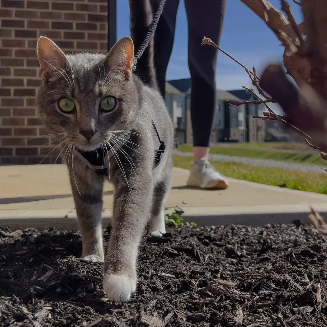 Everyone meet Milo, our winner for May's Pet of the Month! He loves going on walks around the community and exploring the great outdoors. He is quite the adventurer! 😺💙🐾

#gatewayloftscenterville #centervilleapartments #apartmentliving #pets #peto