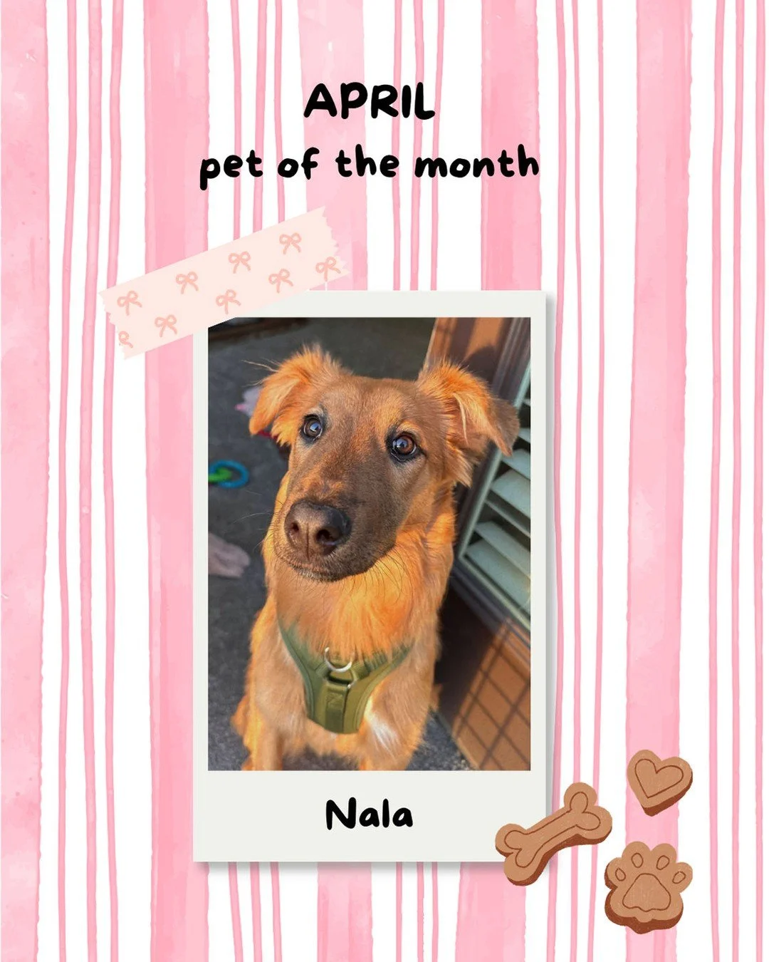 🐾Meet Nala &mdash; a five-month-old pup with a massive personality and an even bigger heart. She believes every stranger is just a friend she hasn&rsquo;t said hello to yet, and she makes it her mission to greet them all. Completely food-motivated, 