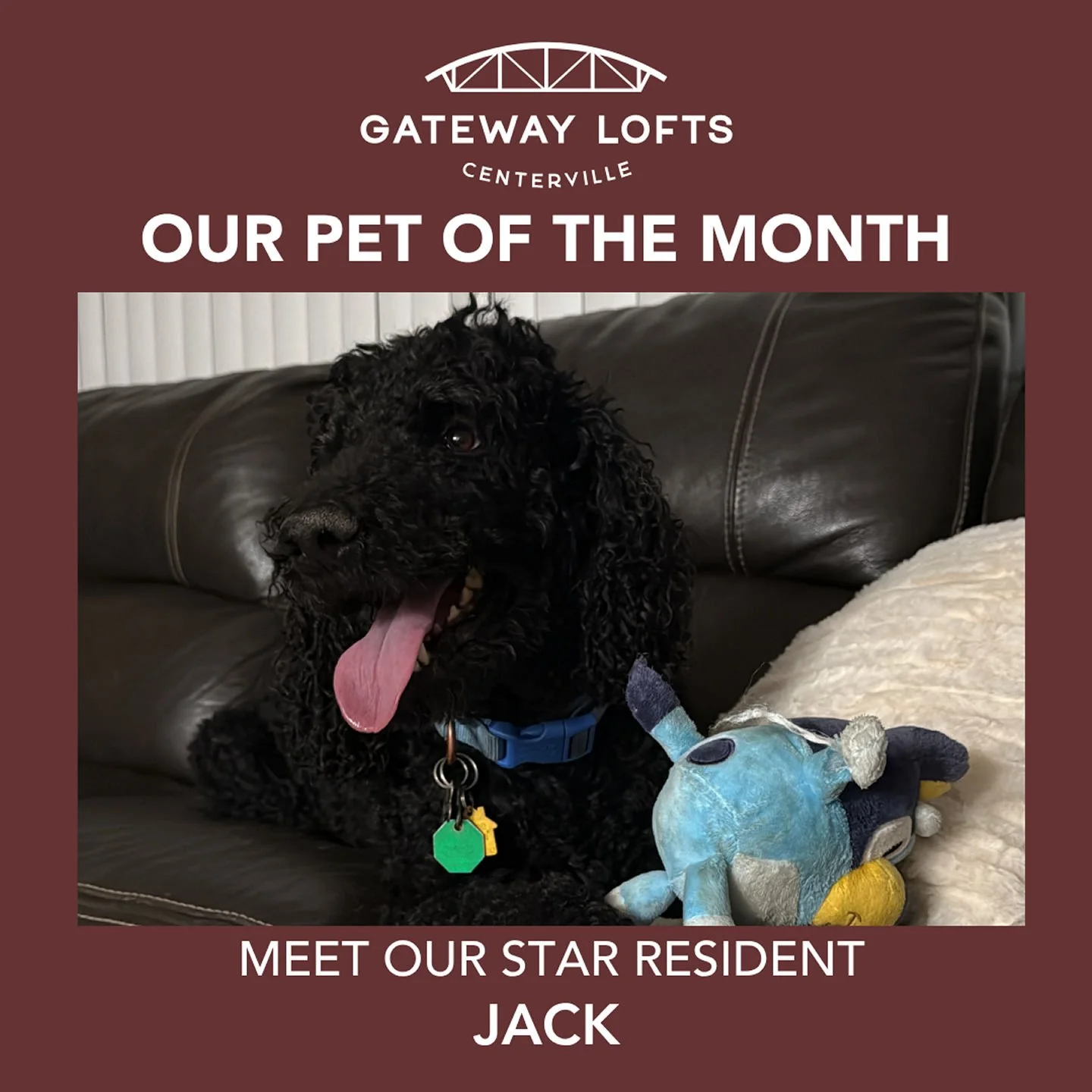 Pet of the Month: Jack 

Meet our Pet of the Month, a handsome standard poodle with a playful personality and a heart of gold! Jack loves going on walks, chasing birds, and spending as much time outdoors as possible. When he's not exploring the neigh