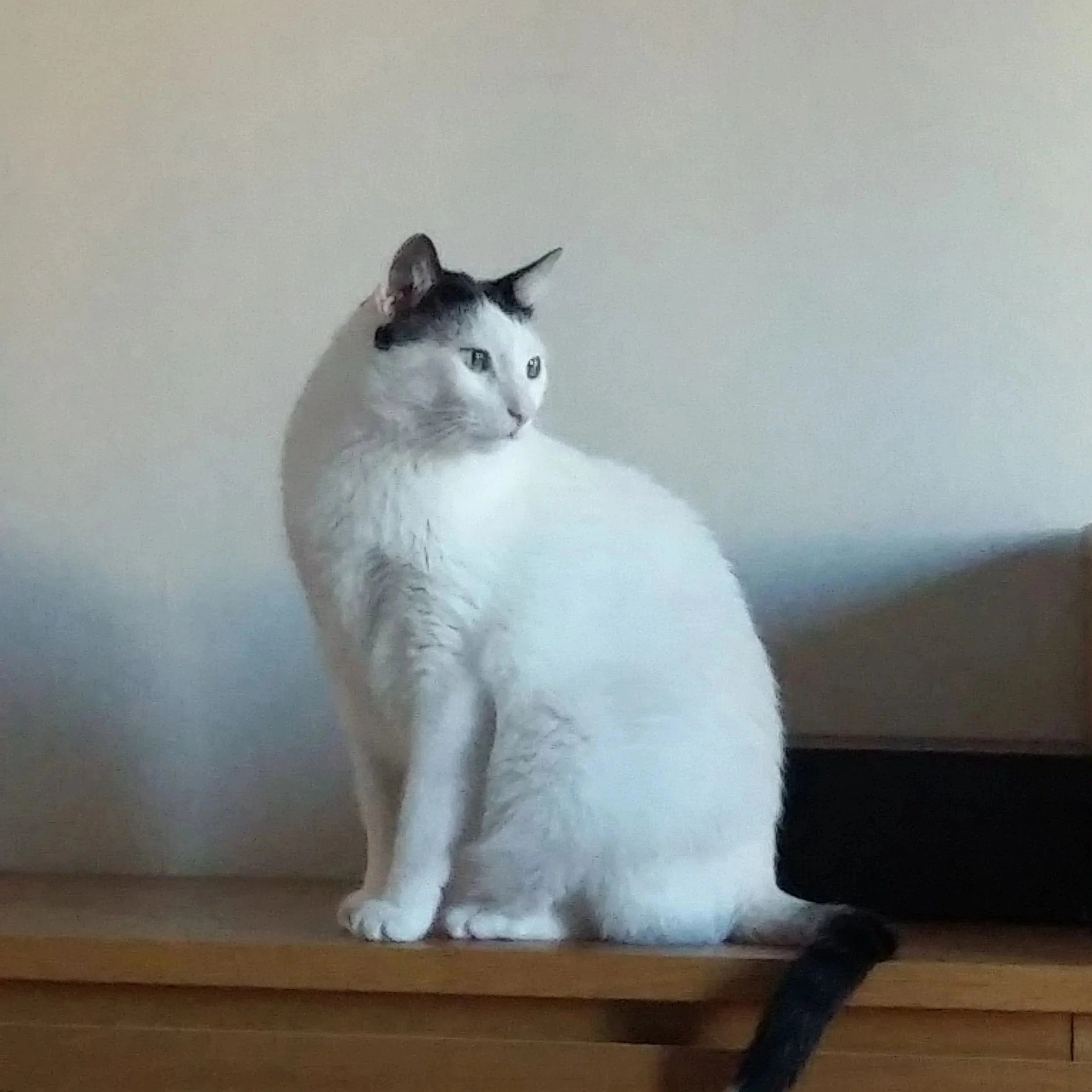 White cat with black markings on its head, sitting on a wooden surface, looking to the side.