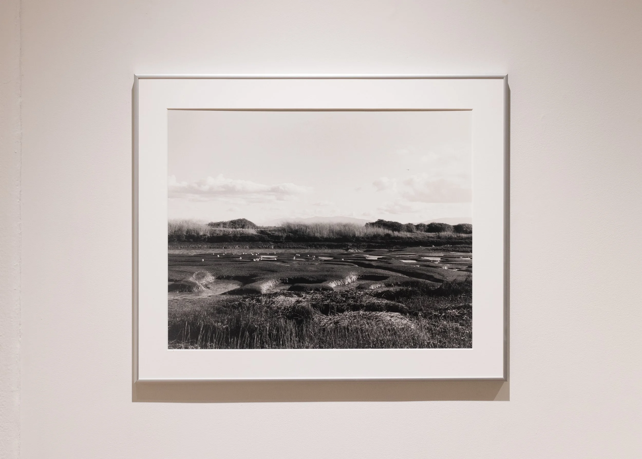 Natures Brain (Gelatin Silver Print 16x20 in., 2025)