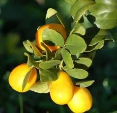 Sunrise Lime. 200gr. Frozen