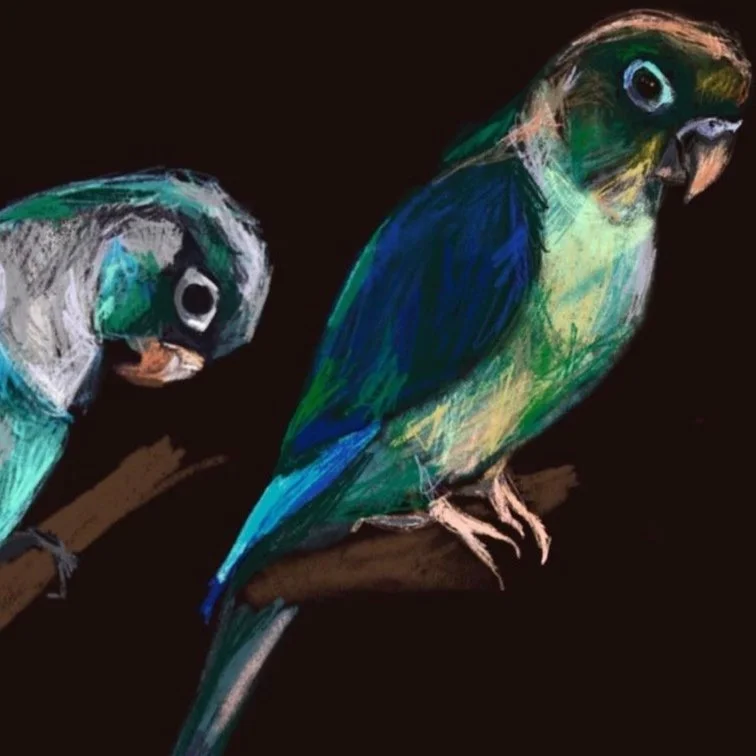 Illustration & Design