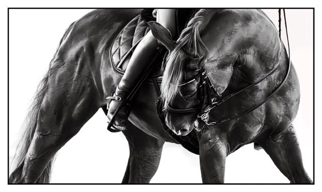 Verberne_Marylou_Horse FINAL.jpeg