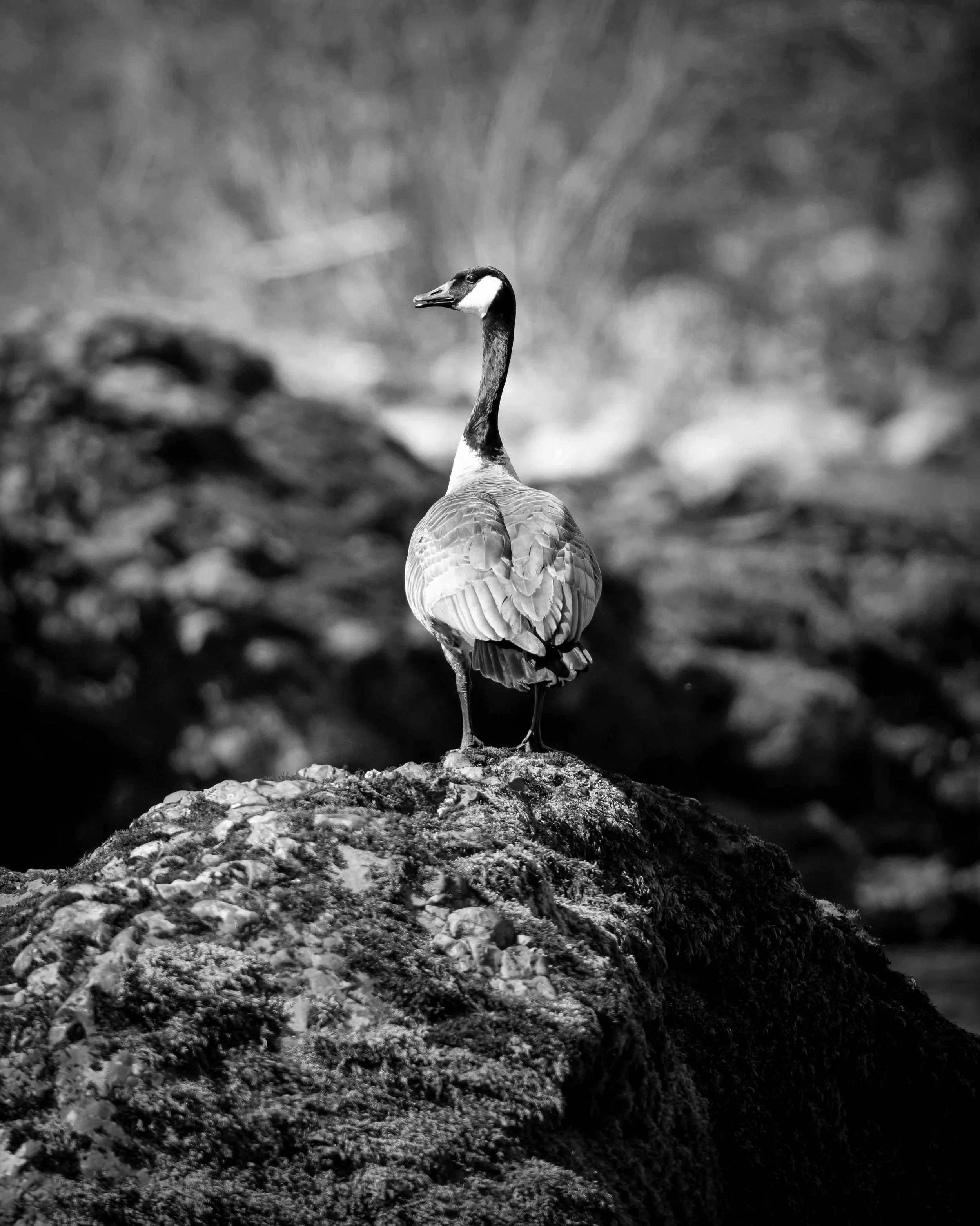 IMG_3561.JPG