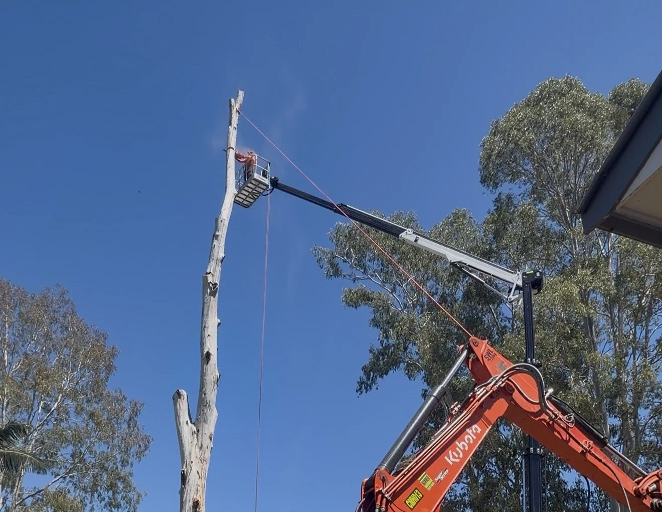 Large Tree Removal in Ipswich QLD: When You Need a Crane      (And Why It Matters)