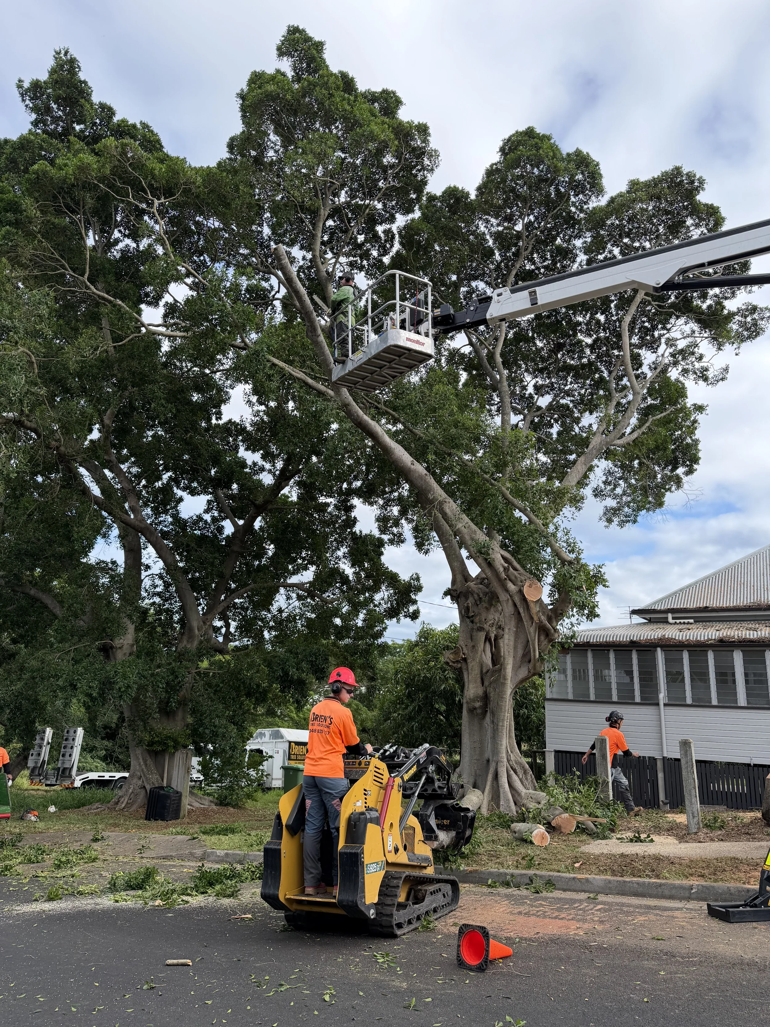 Do I Need Council Approval to Remove a Tree in Ipswich?