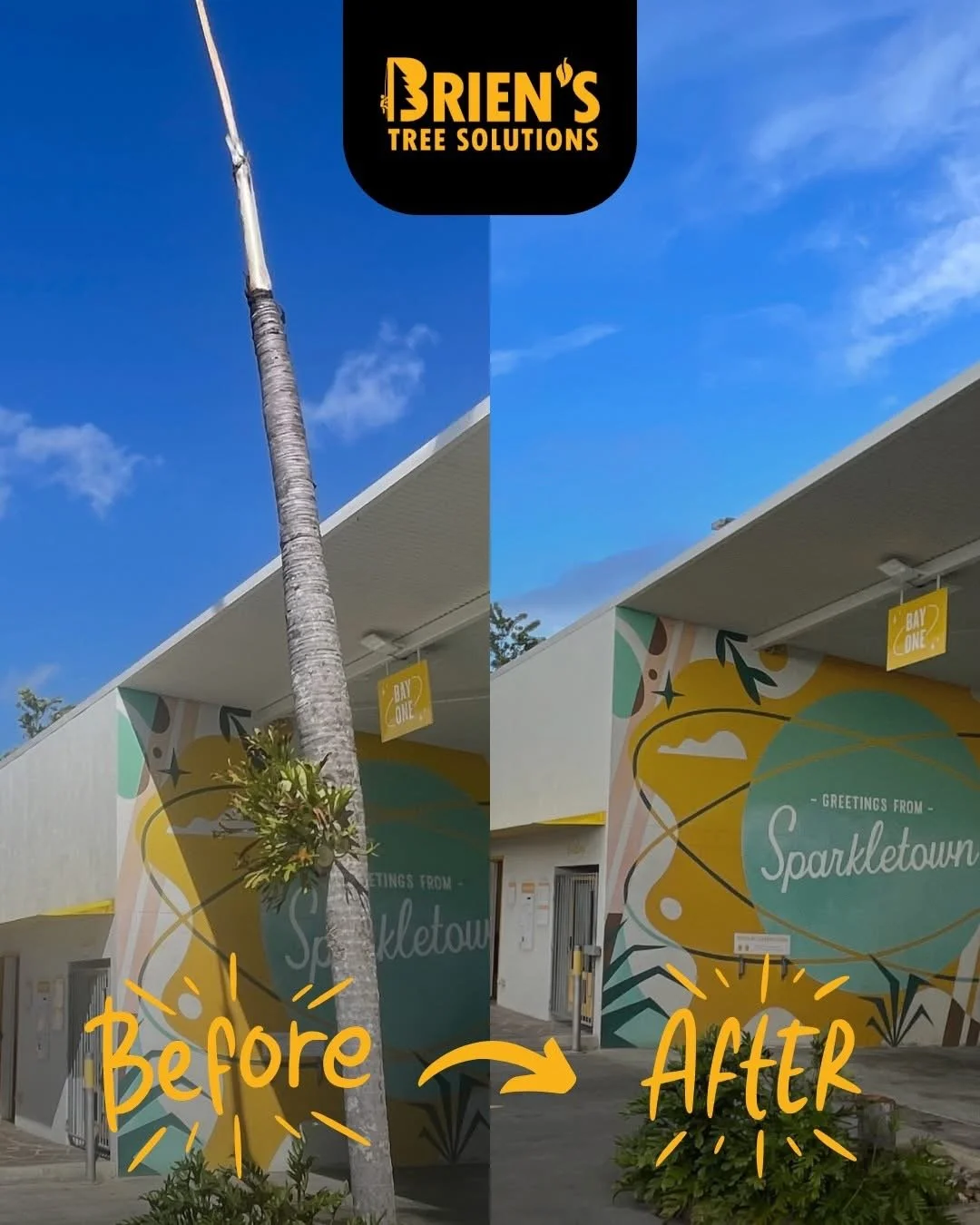 Tree Removal in Ipswich Without the Mess: How We Leave Your Property ImmaculatE