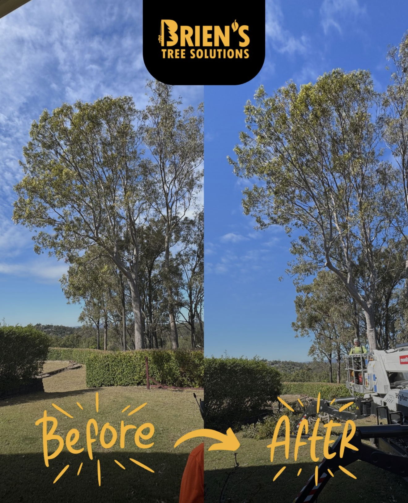 Why I Sometimes Tell Ipswich Homeowners NOT to Remove Their Tree! (Yes, i wrote that right)