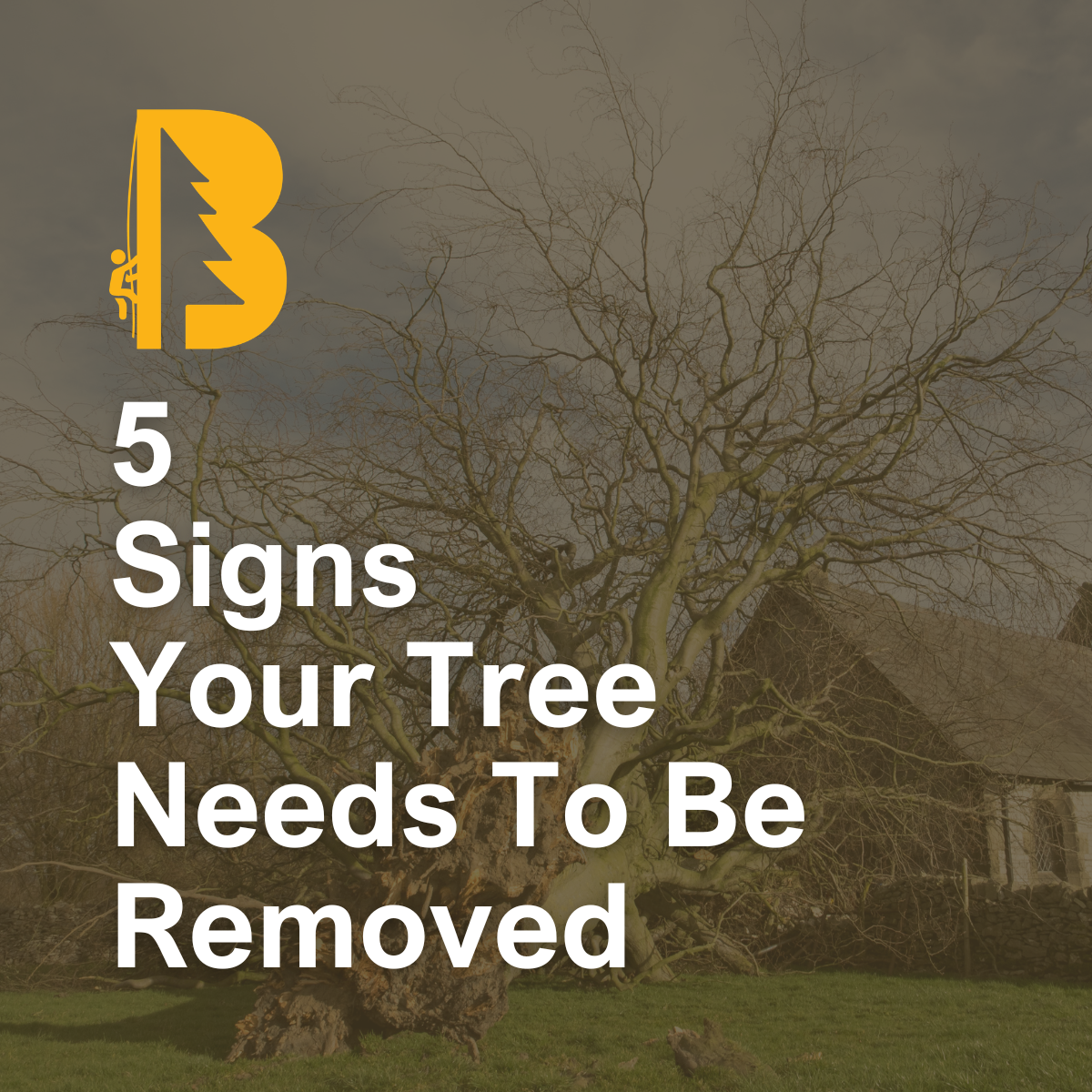 5 Signs Your Tree Needs to Be Removed