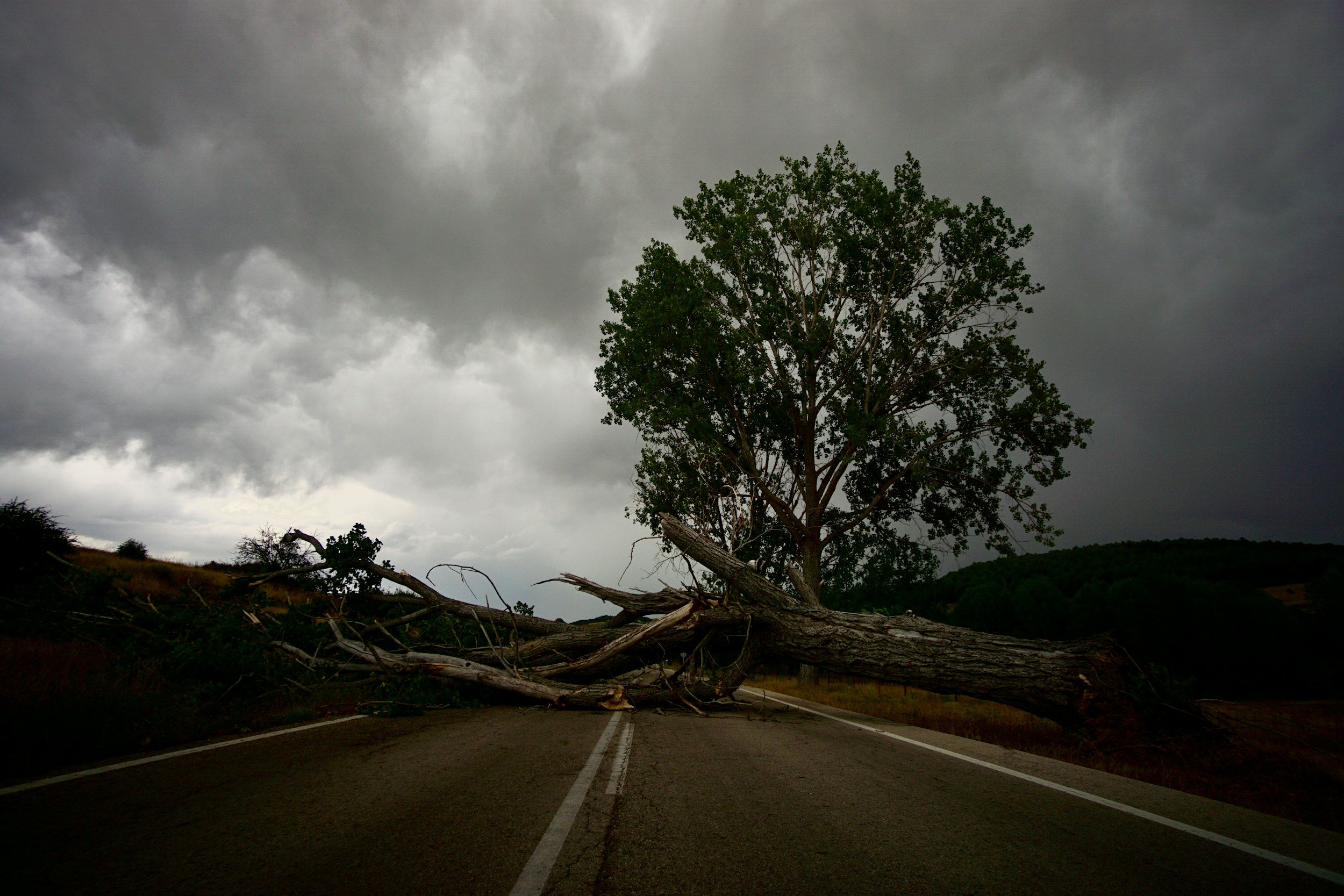 THESE 6 Tree myths are costing you money ipswich!