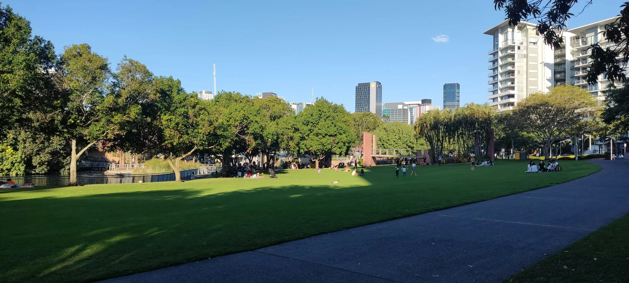 Tree Removal in Brisbane: When You Should Remove a Tree (and When You Shouldn’t)