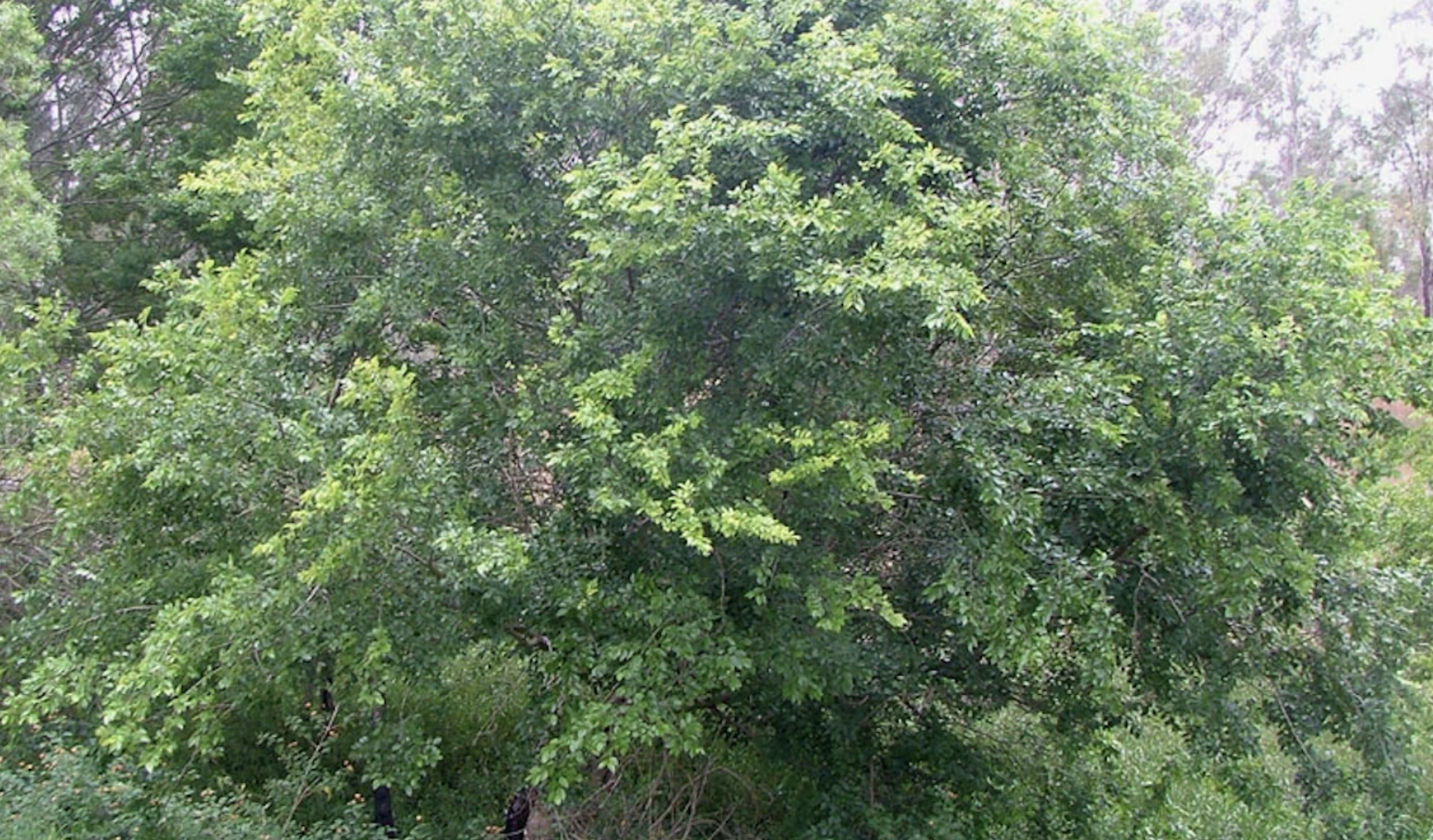 Chinese Elm Why They Keep Coming Back — And How to Get Rid of Them Properly