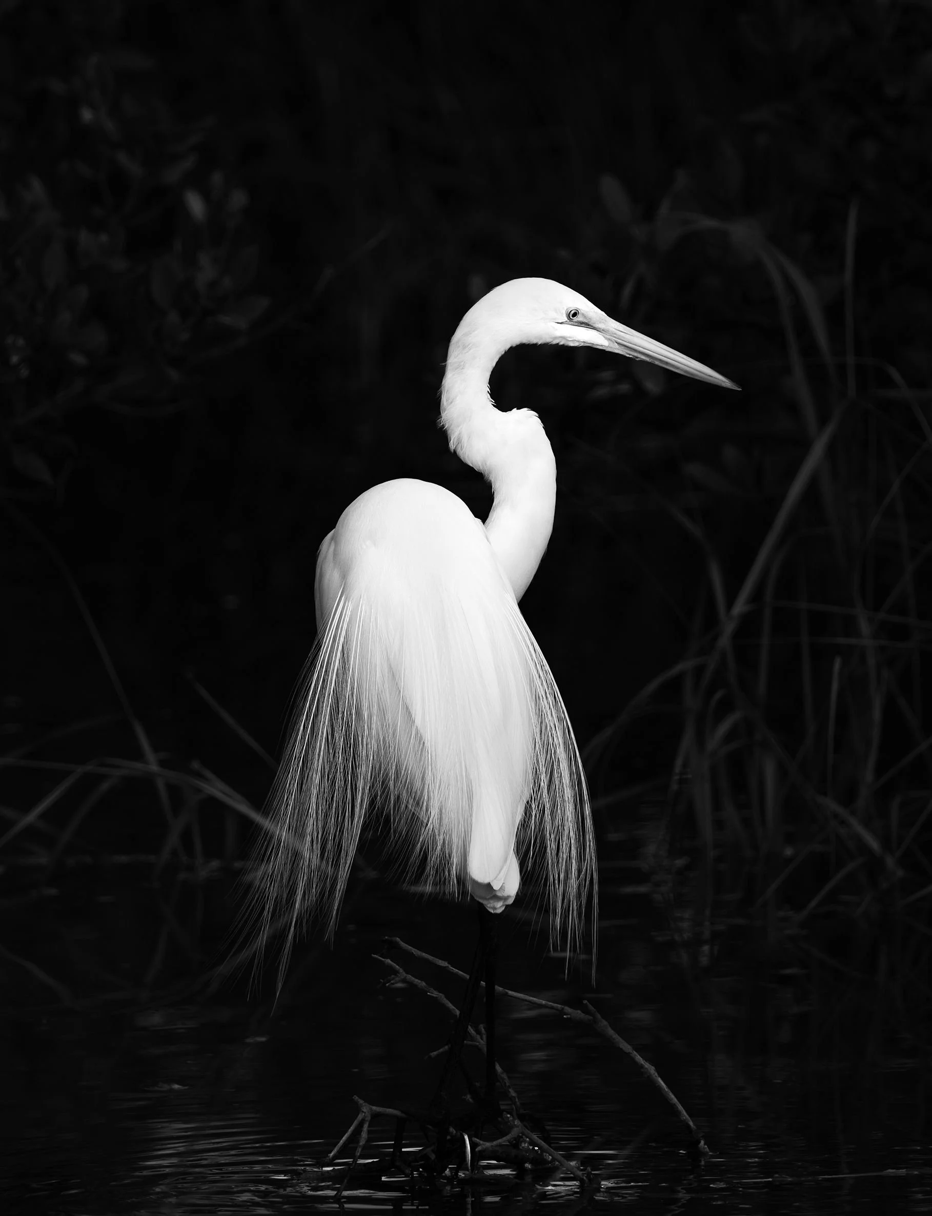 White Egret