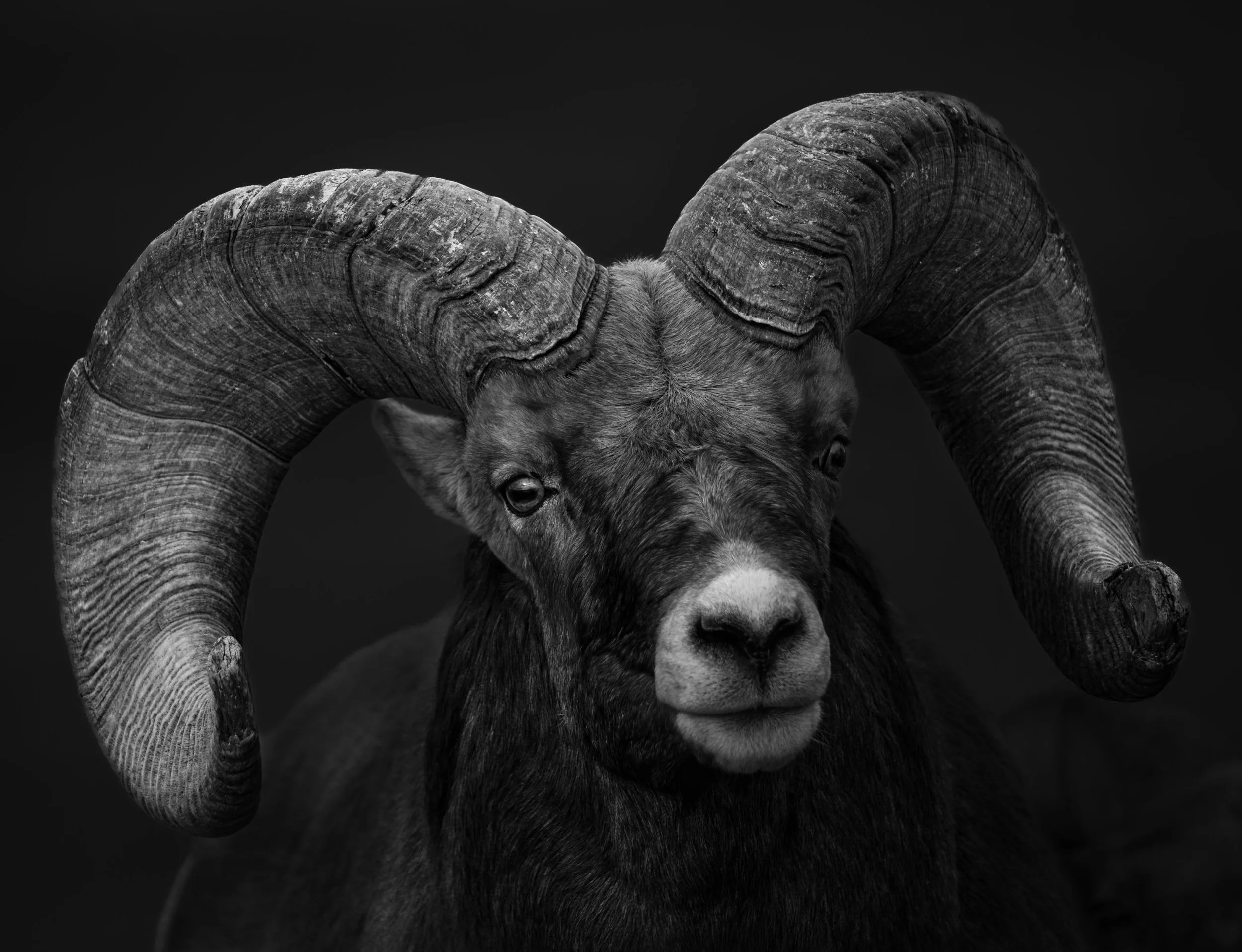 Big Horn Sheep
