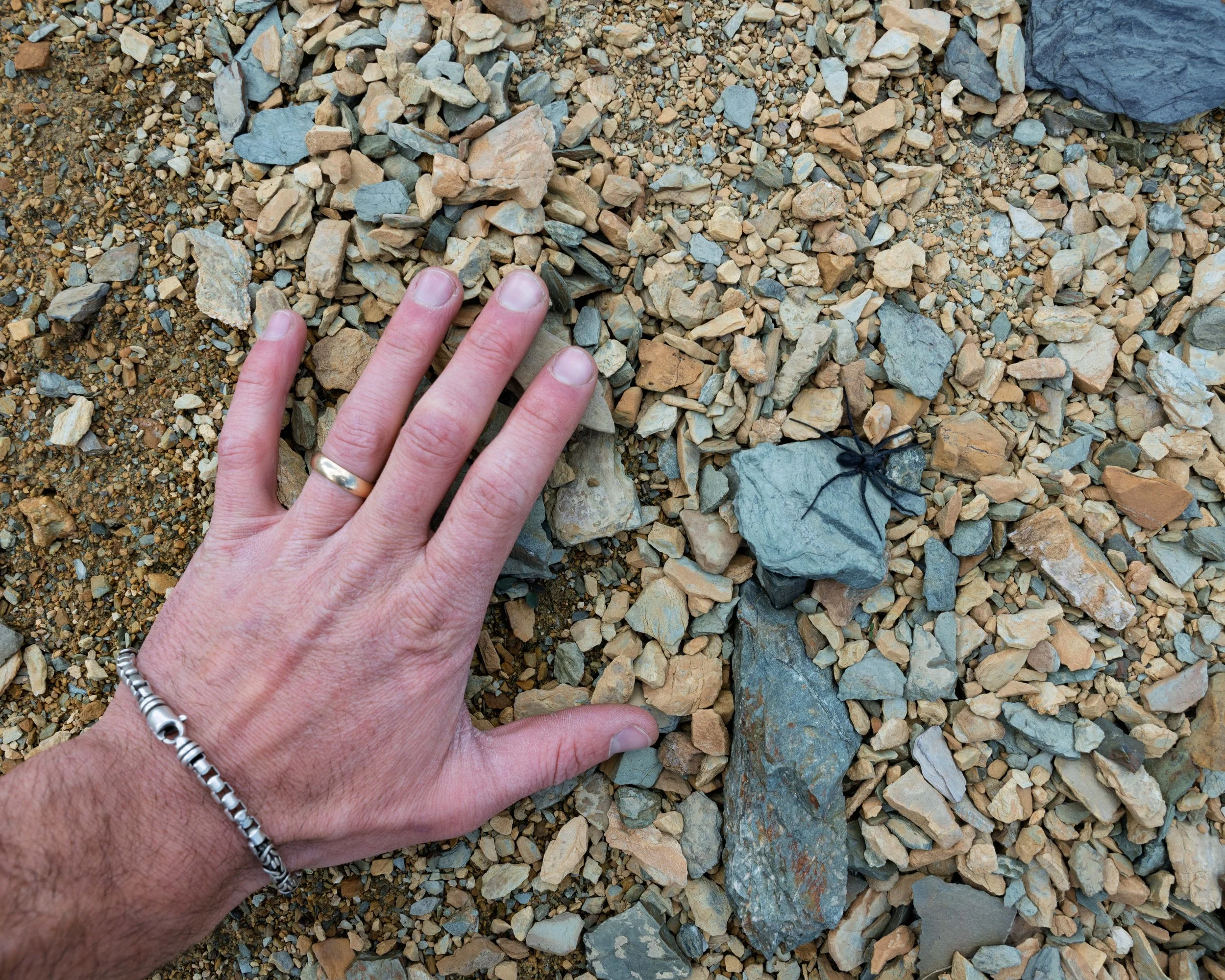 Alpine Wolf Spider