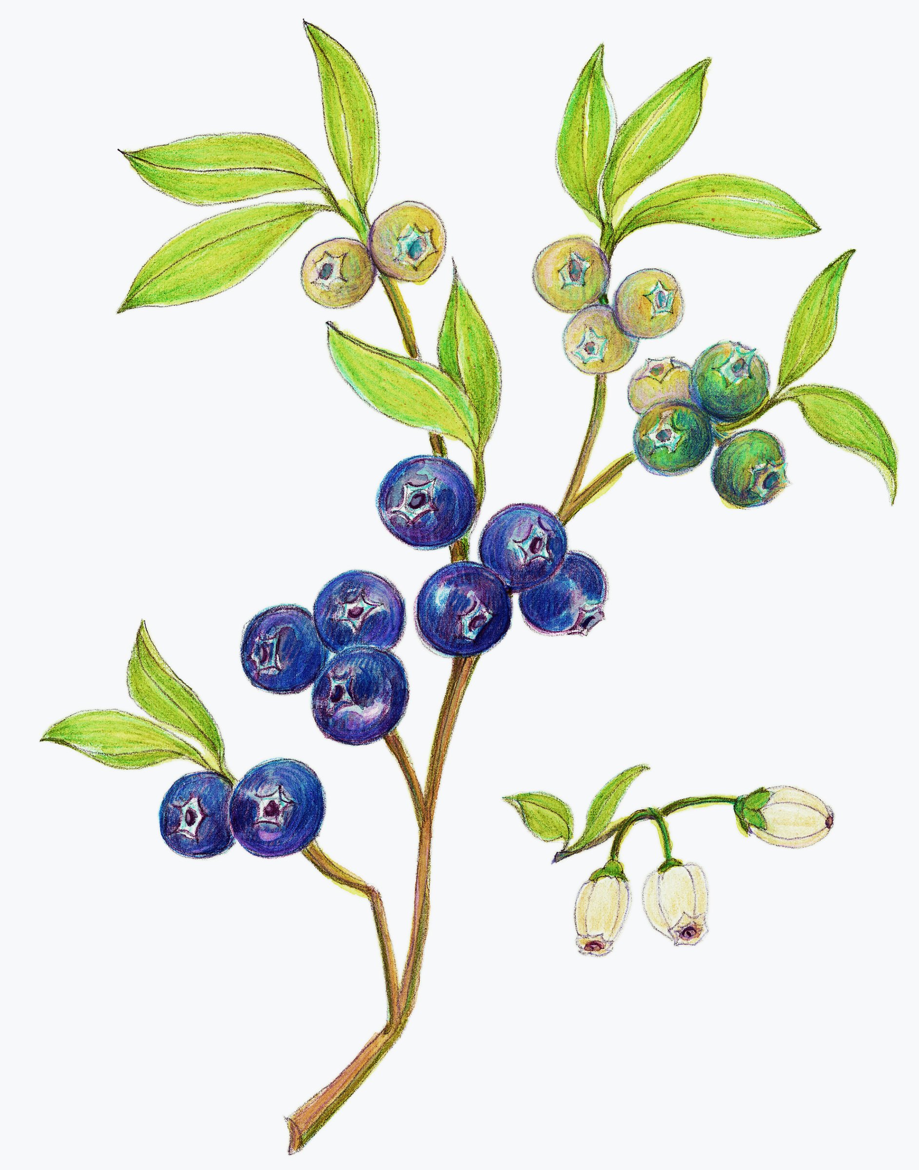 Blueberries, Vaccinium corymbosum