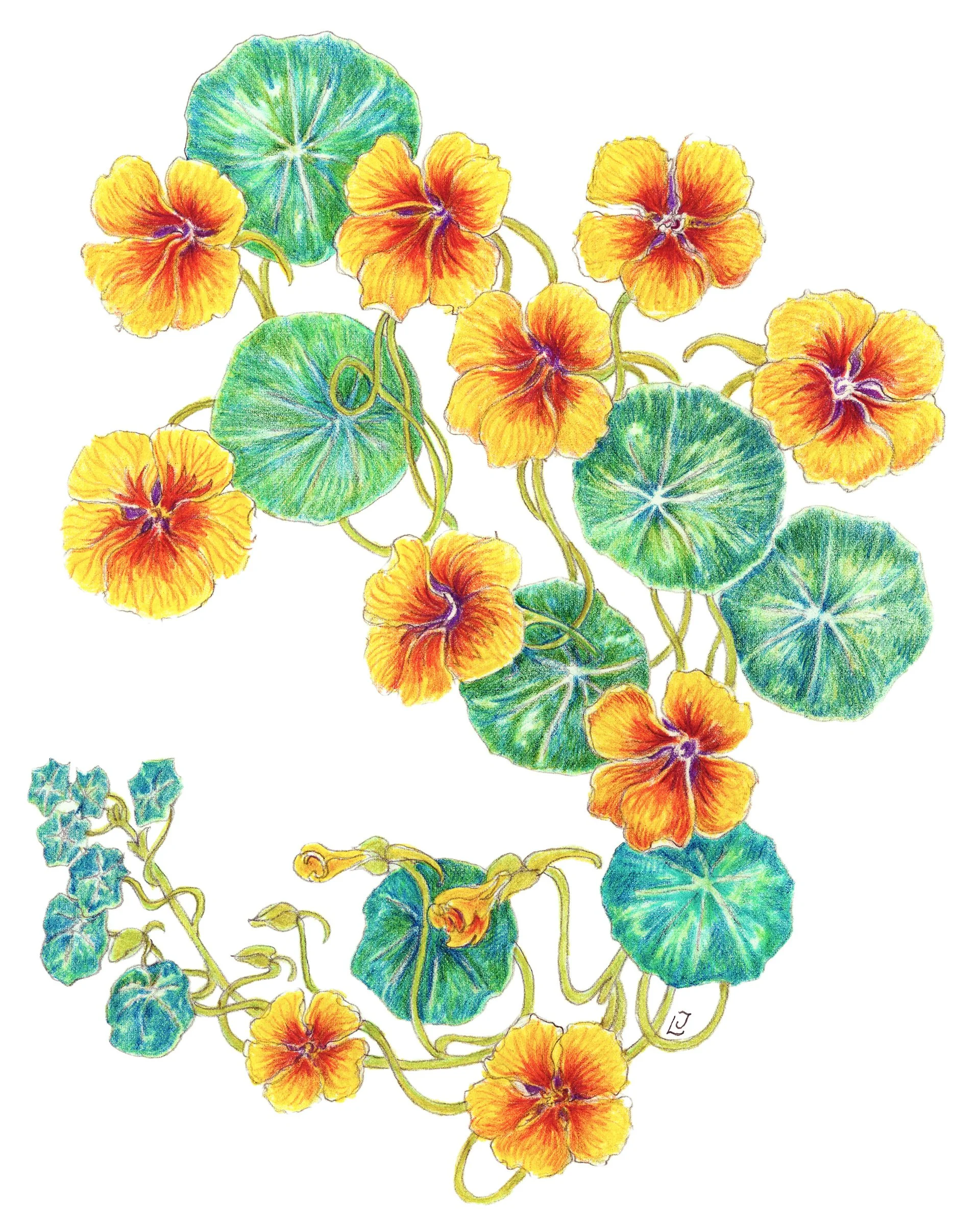 Nasturtium, Tropaeolum majus